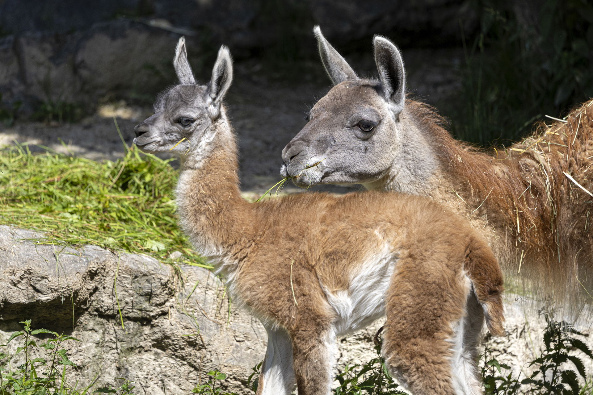 Neuweltkameliden in ihrer Anlage im Zoo Zürich.