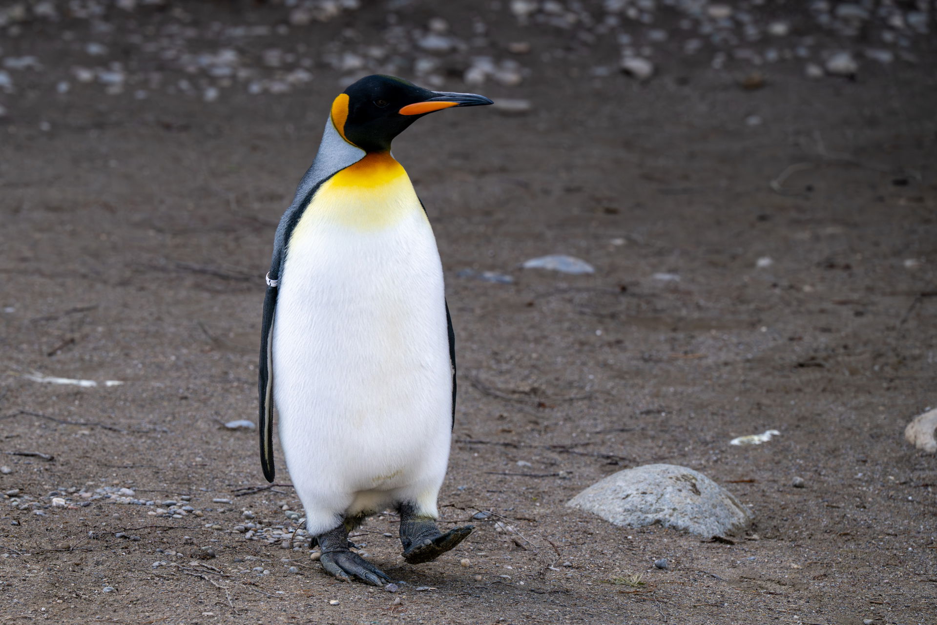 Königspinguin in der Pinguinanlage im Zoo Zürich.