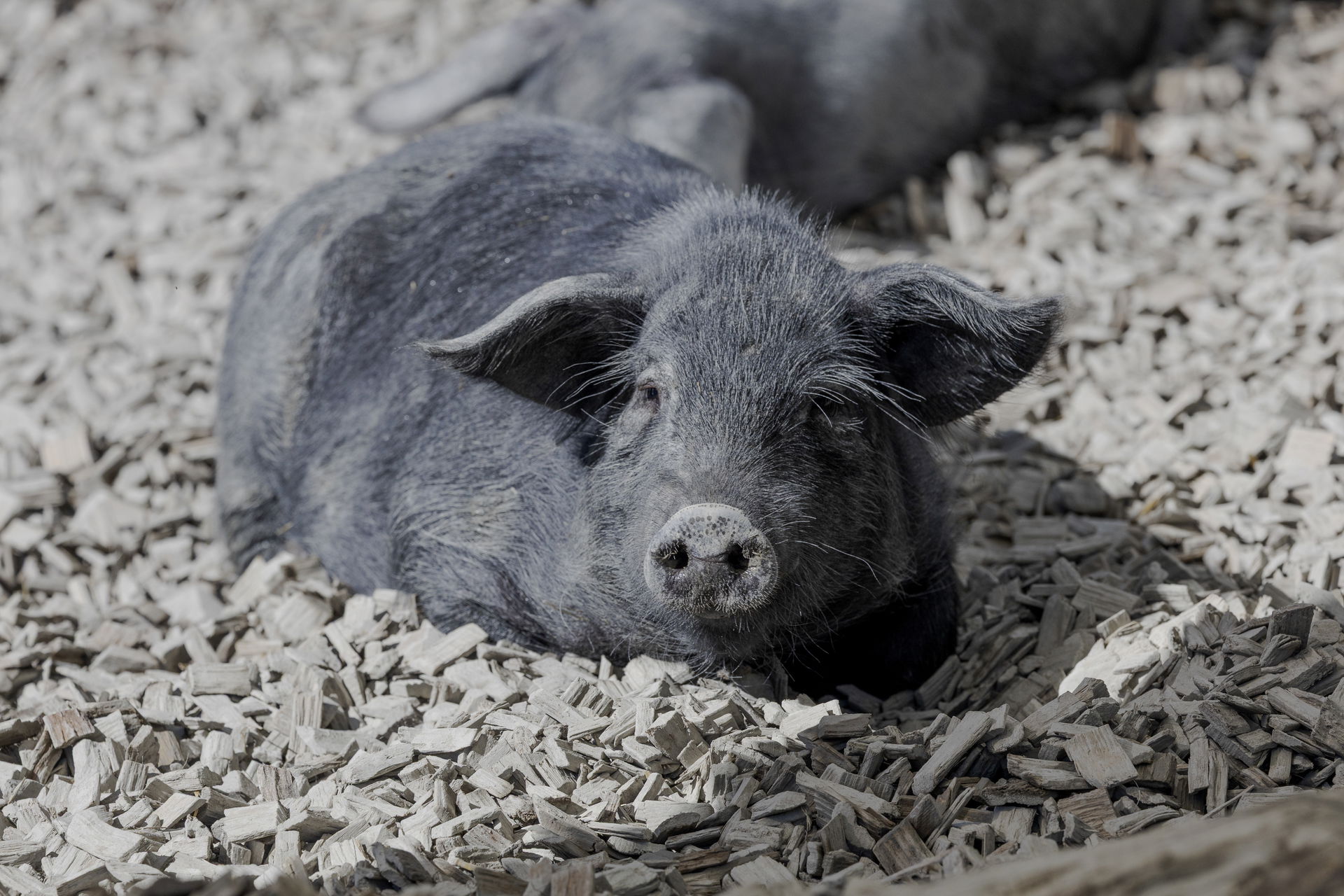 Schwarzes Alpenschwein im Zoolino im Zoo Zürich.