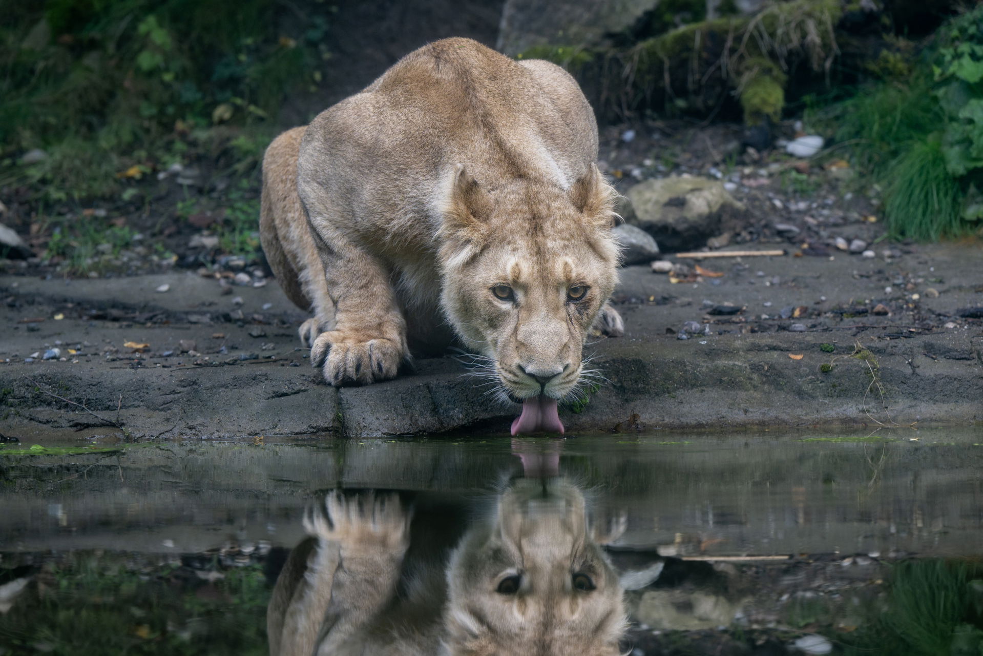 Löwin beim Trinken in der Anlage Panthera im Zoo Zürich.