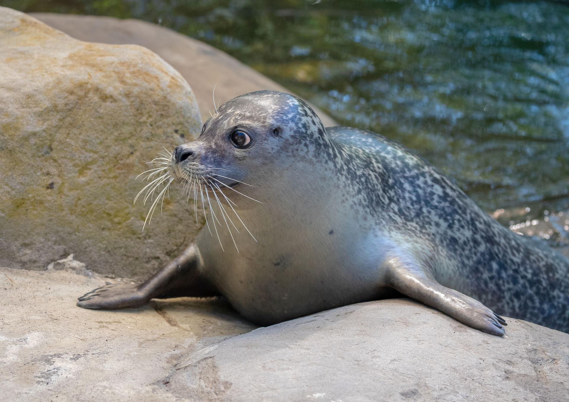 Seehund in der Seehundanlage im Zoo Zürich.