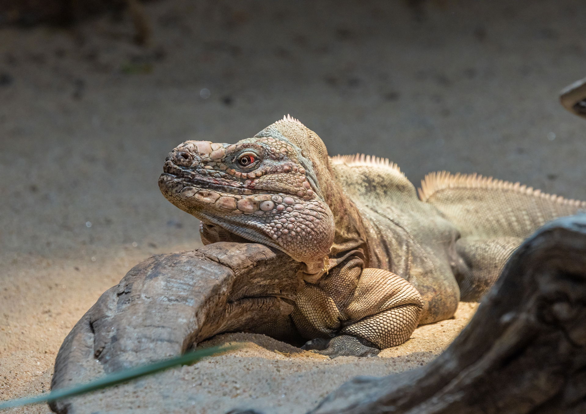 Exuma-Wirtelschwanzleguan in der Australienanlage im Zoo Zürich.