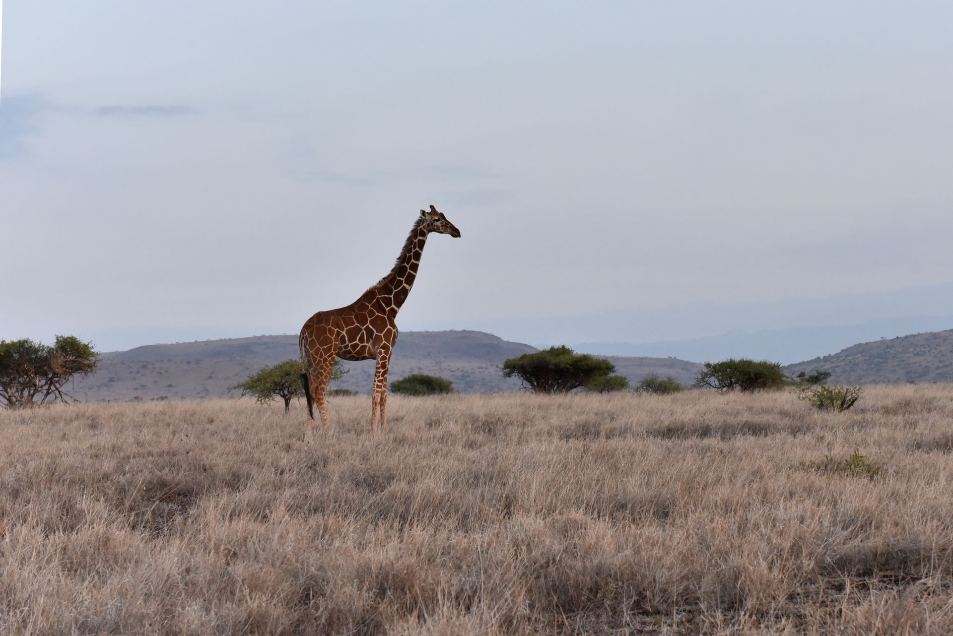Giraffe im Lewa Wildlife Conservancy in Kenia.