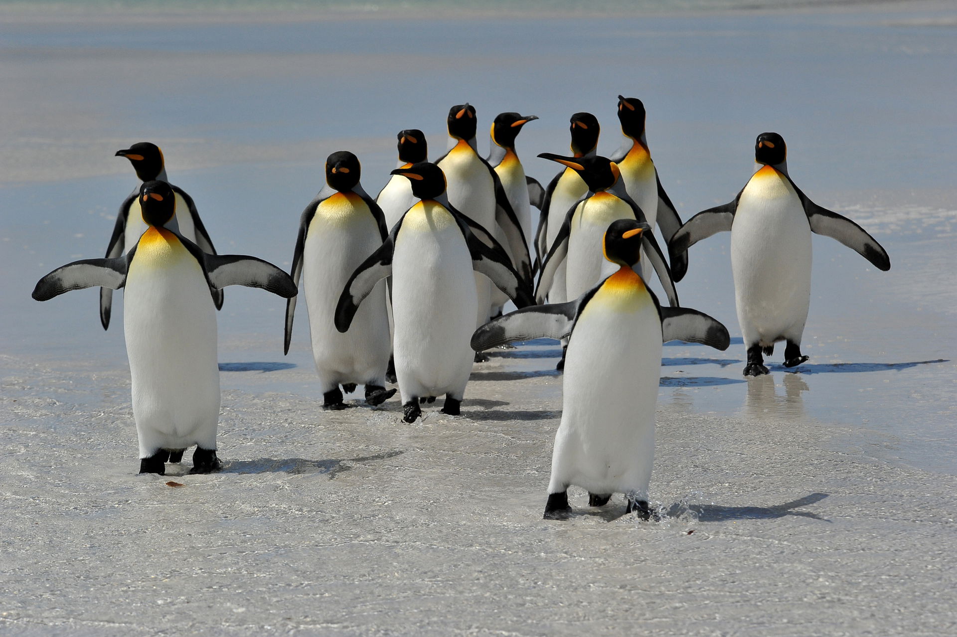Königspinguine in der Antarktis.