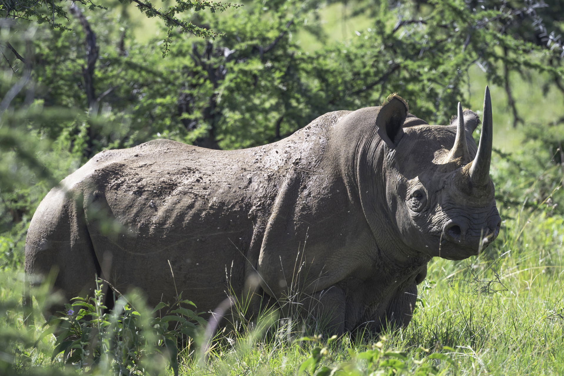 Spitzmaulnashorn im Lewa Wildlife Conservancy des Zoo Zürich.