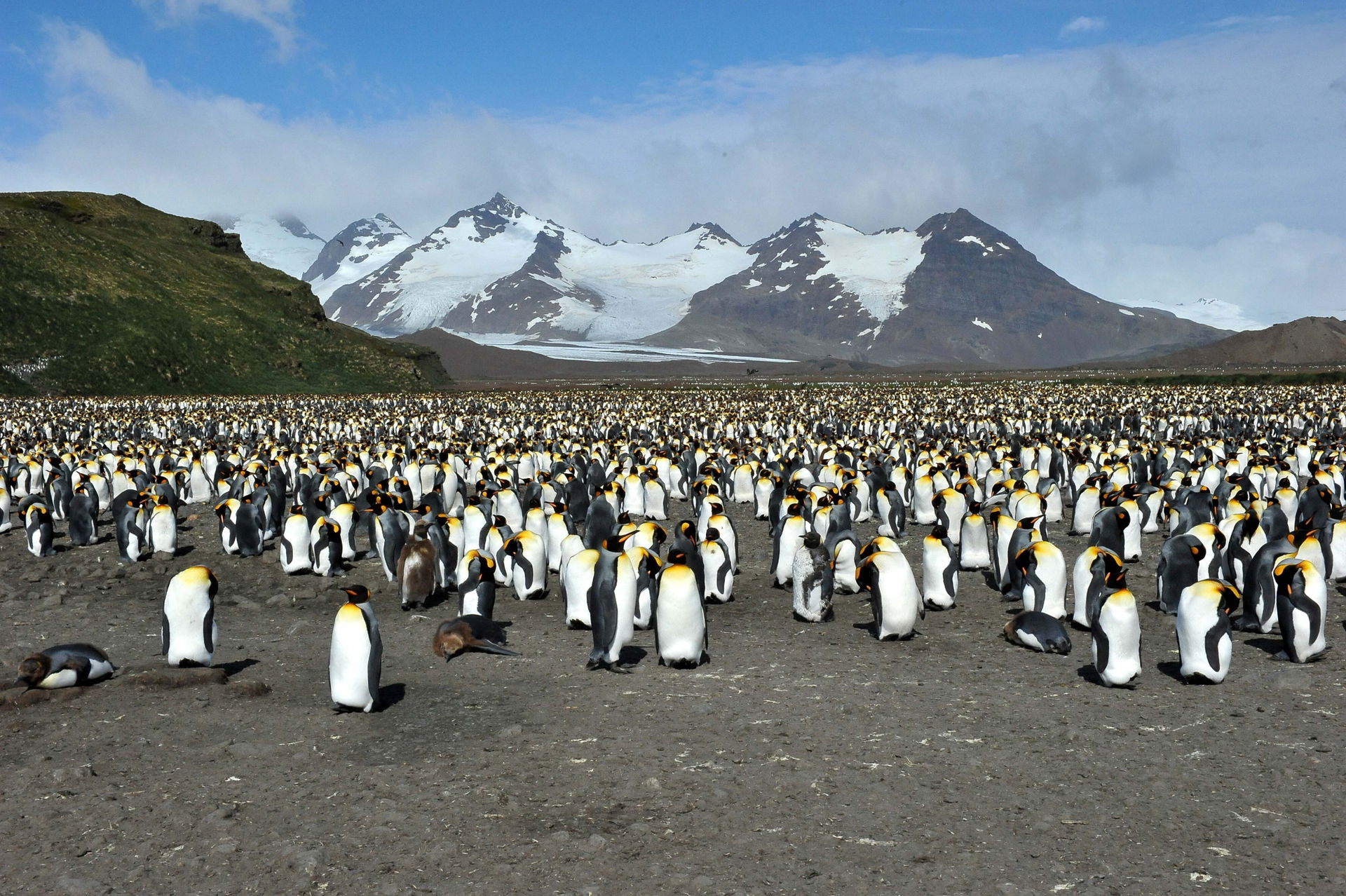 Bild einer Königspinguin-Kolonie (Aptenodytes patagonicus) in Südgeorgien.
