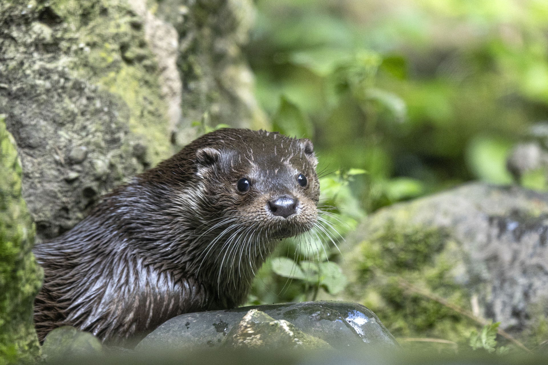 Europäischer Fischotter (Lutra lutra lutra) im Zoo Zürich,.