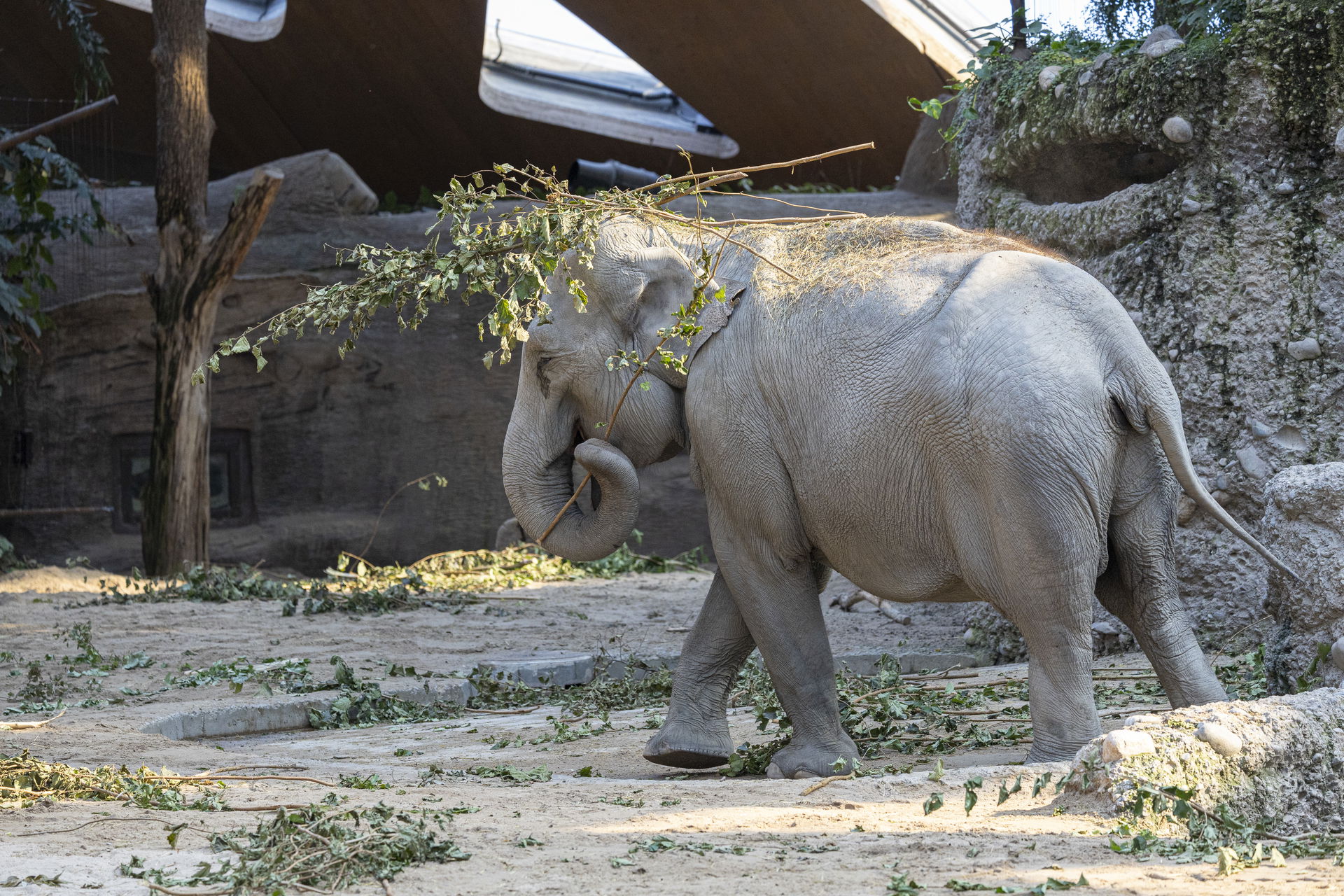 Asiatischer Elefant (Elephas maximus) im Kaeng Krachan Elefantenpark des Zoo Zürich.