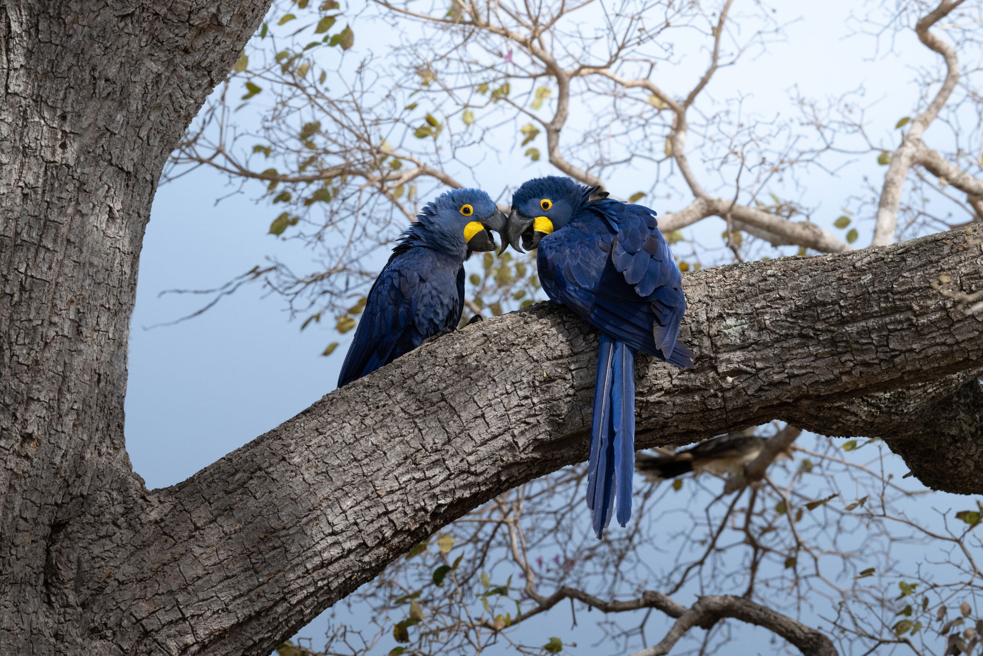 Hyazintharas (Anodorhynchus hyacinthinus) im Pantanal in Brasilien.