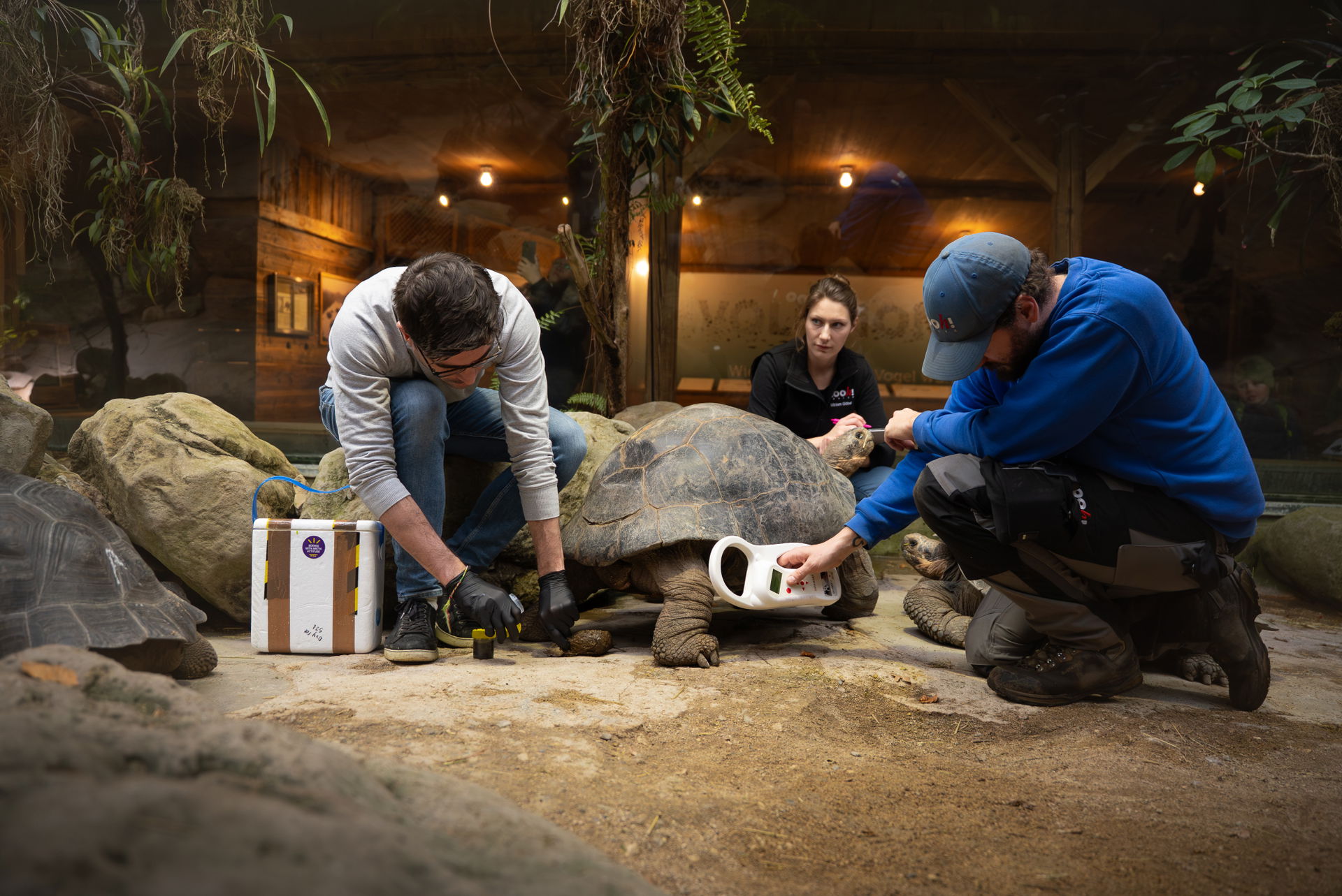 Bild aus dem Forschungsprojekt «Galápagos Genetics - The Origin of Jumbo and Co.» mit Forscher Gerrit Wehrenberg, Kuratorin Miriam Göbel und Tierpfleger Jan Mutter im Zoo Zürich.