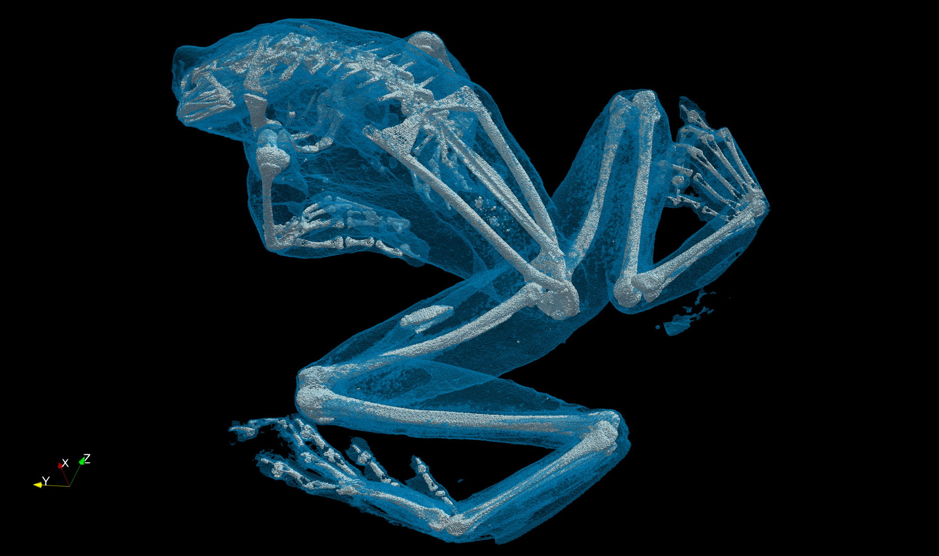 Computertomographie eines Baumhöhlen-Krötenlaubfrosch (Trachycephalus resinifictrix). Aufnahme von ARTORG Center for Biomedical Engineering Research der Universität Bern.