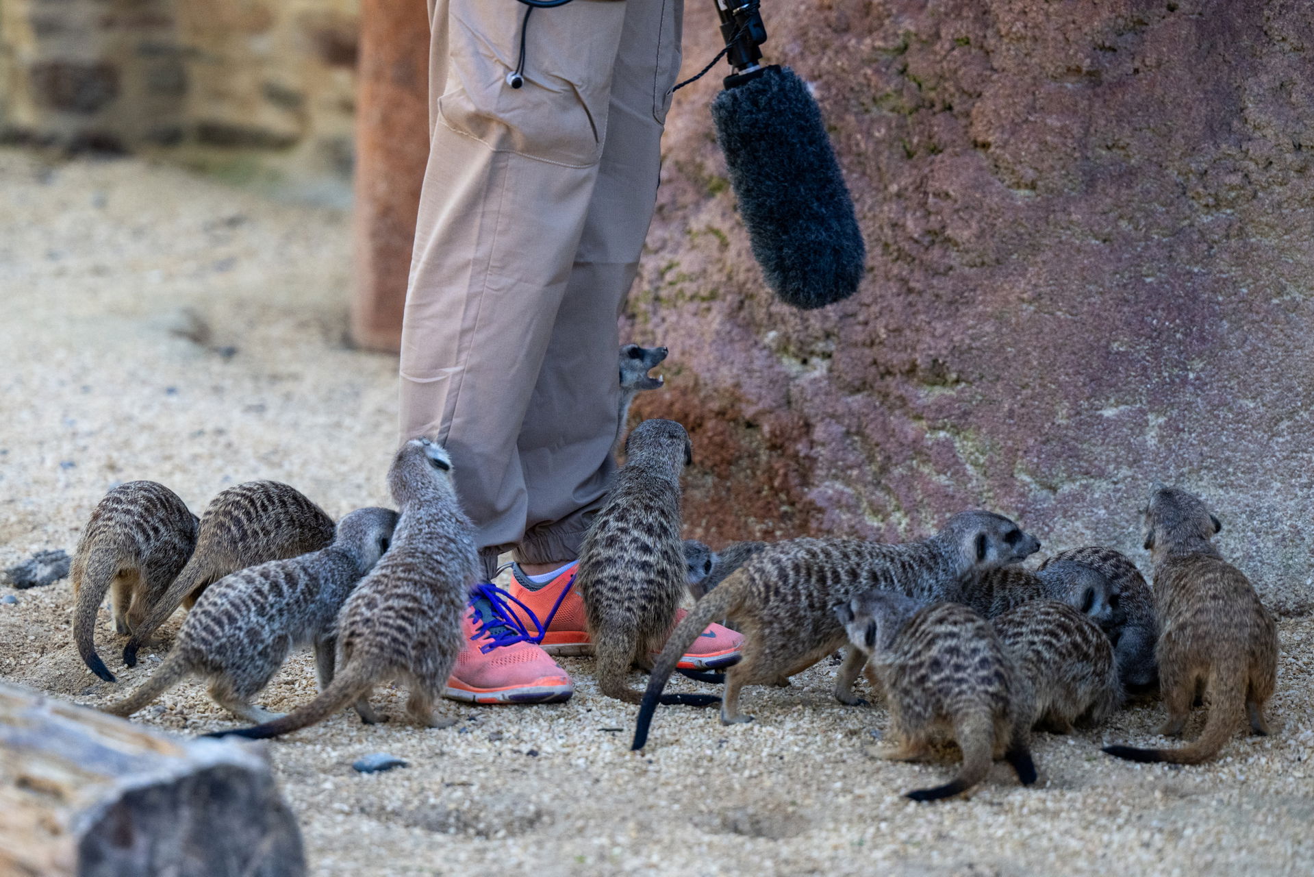 Forscherin mit Mikrofon zeichnet Ruftöne von Erdmännchen im Zoo Zürich auf.