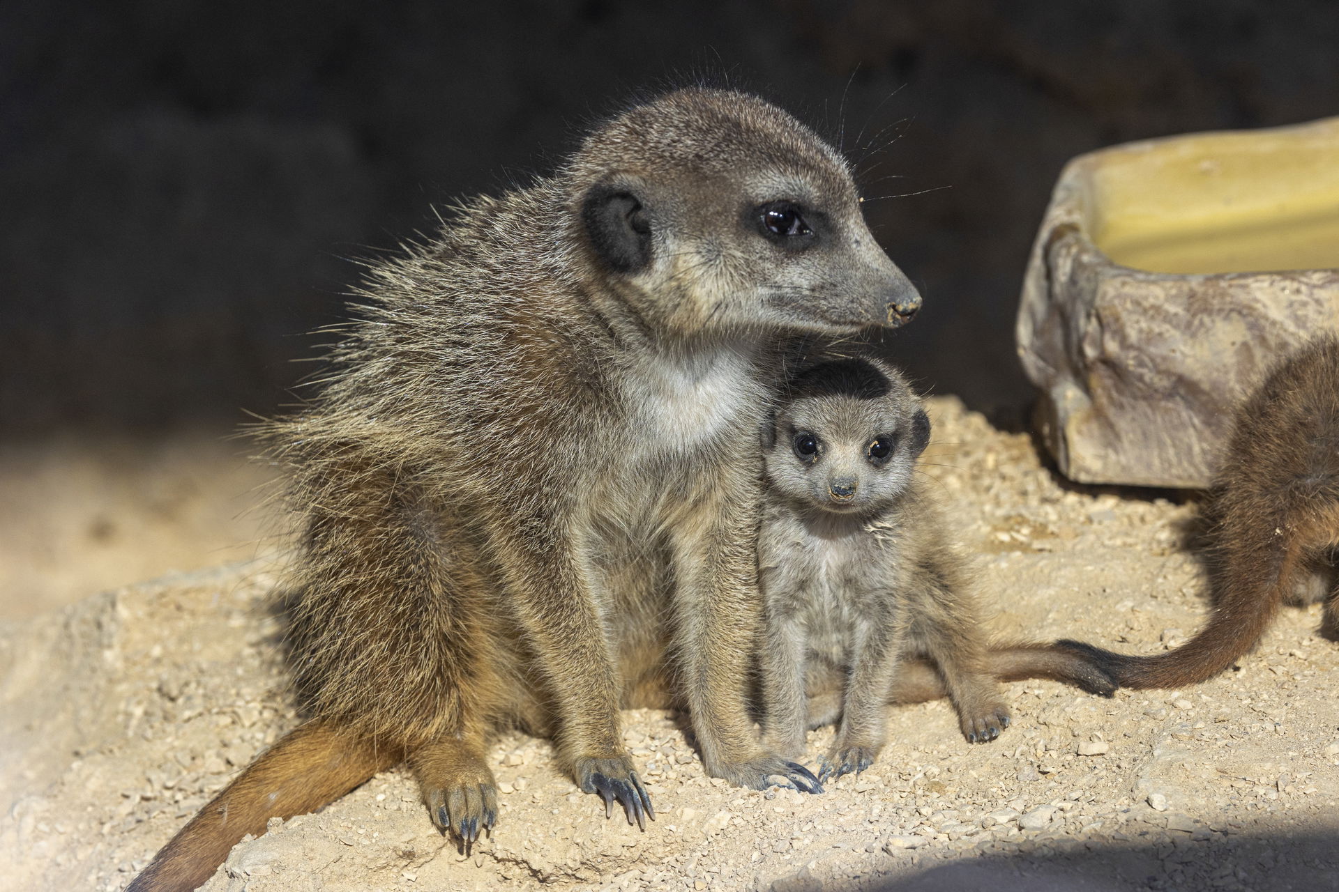Erdmännchen mit Jungtier im Zoo Zürich.