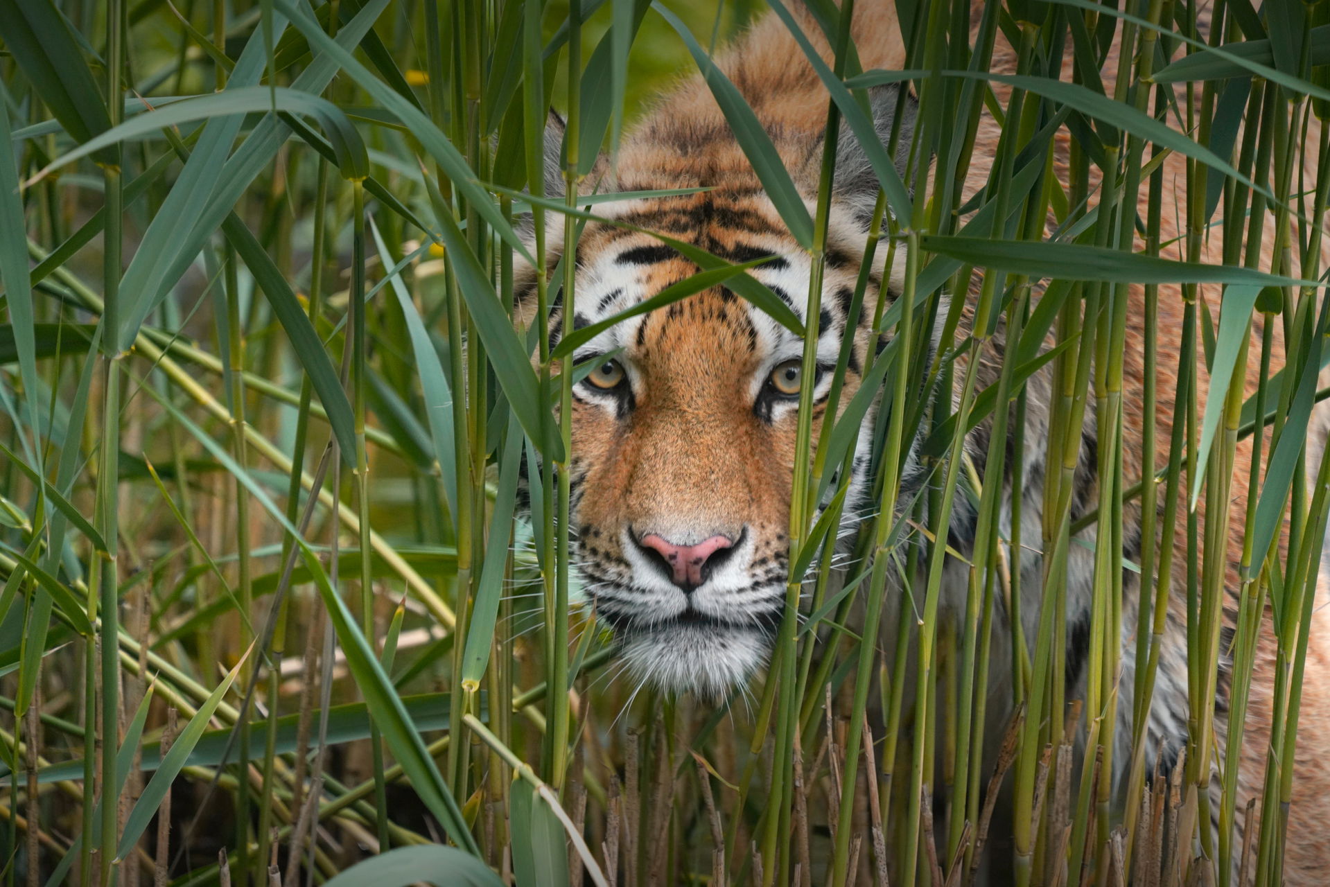 Amurtiger (Panthera tigris altaica) im Lebensraum Panthera des Zoo Zürich.