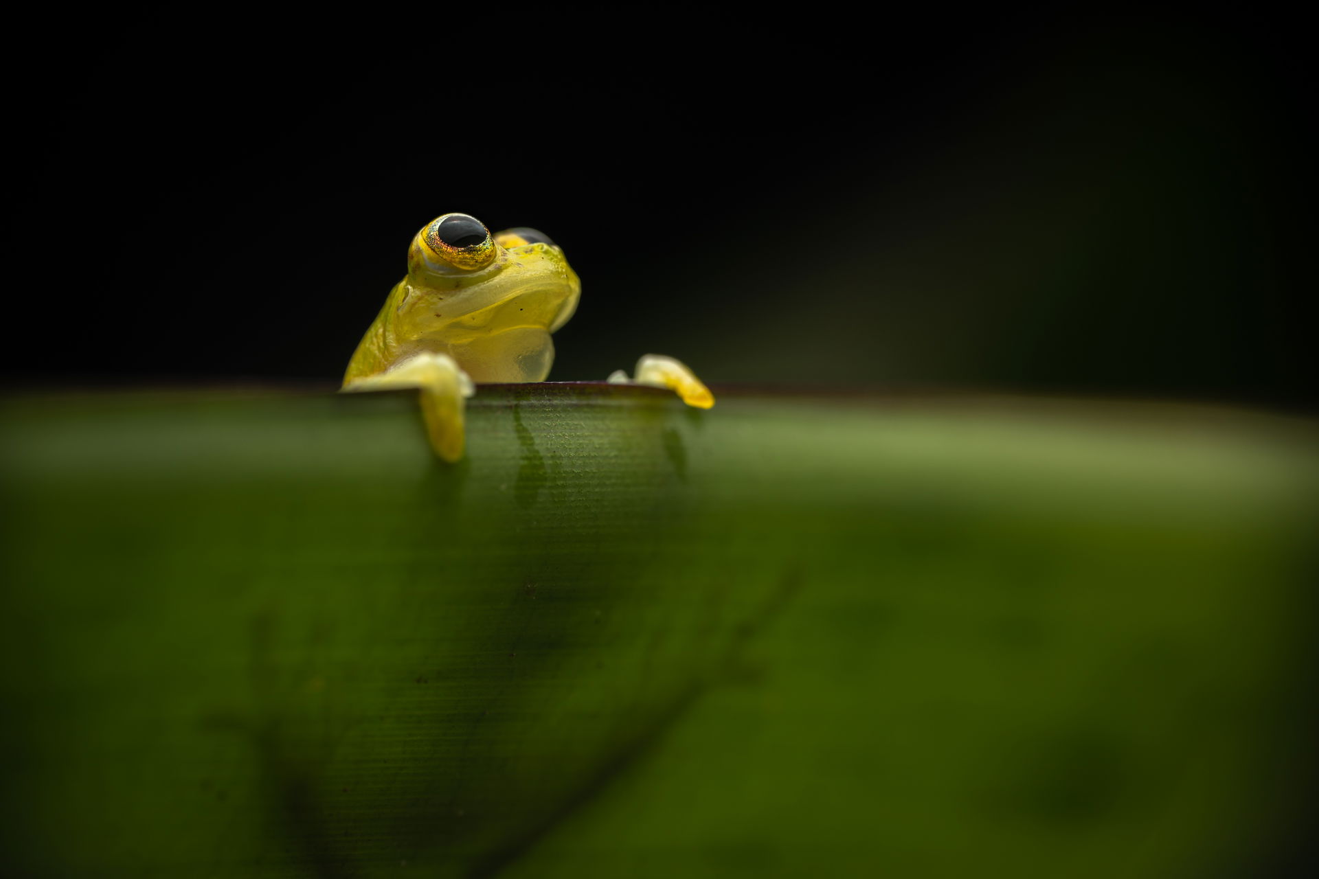 Hyalinobatrachium aureoguttatum in einer Aufnahme der Wildlife Conservation Society WCS Colombia.