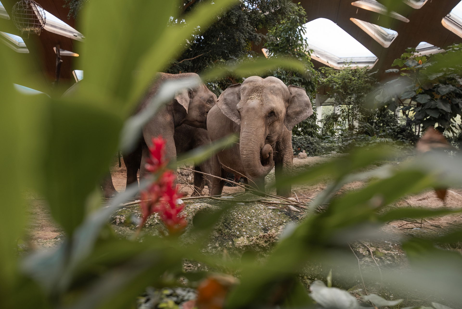 Asiatische Elefanten im Kaeng Krachan Elefantenpark des Zoo Zürich.