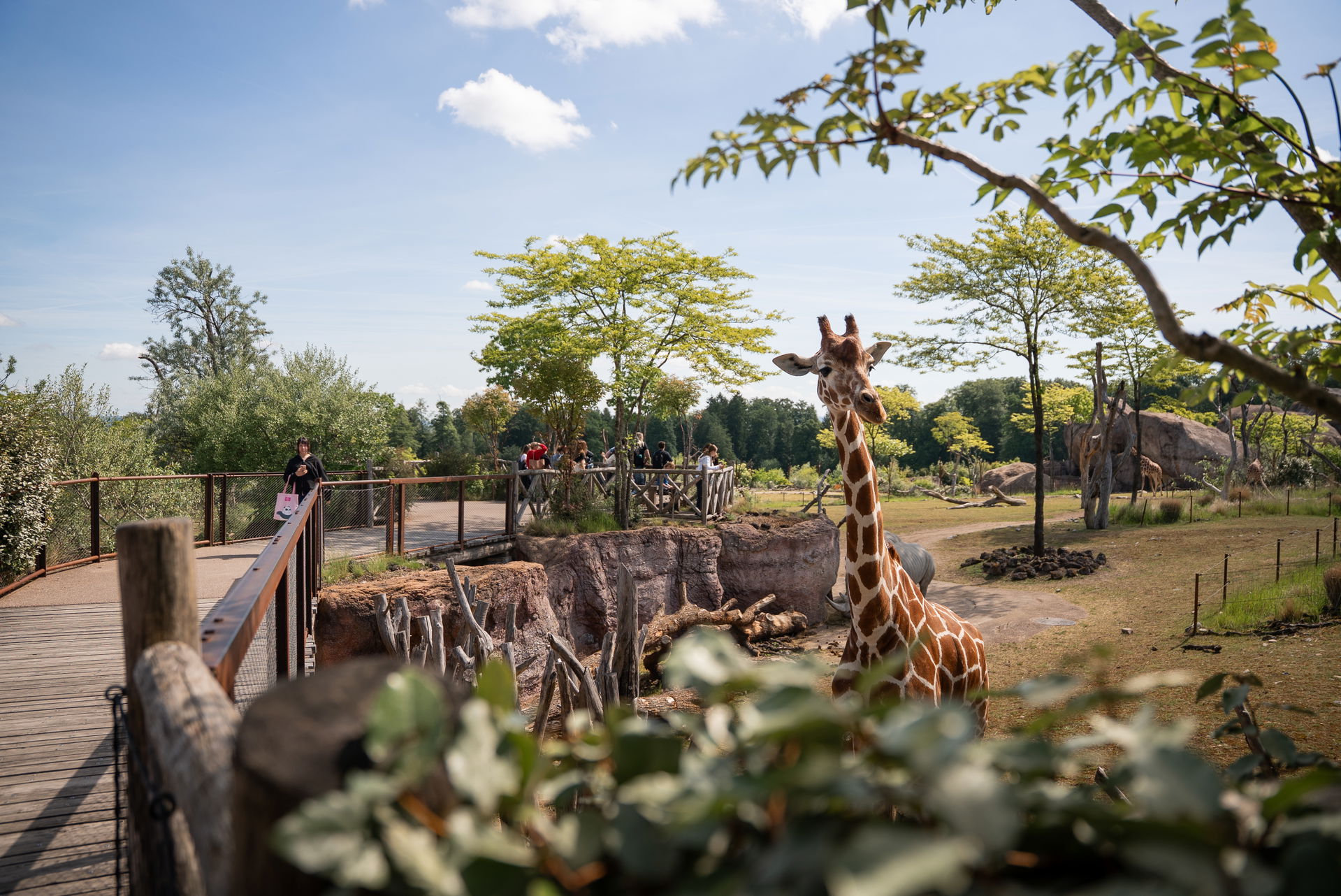 Netzgiraffe (Giraffa reticulata) in der Lewa Savanne des Zoo Zürich.