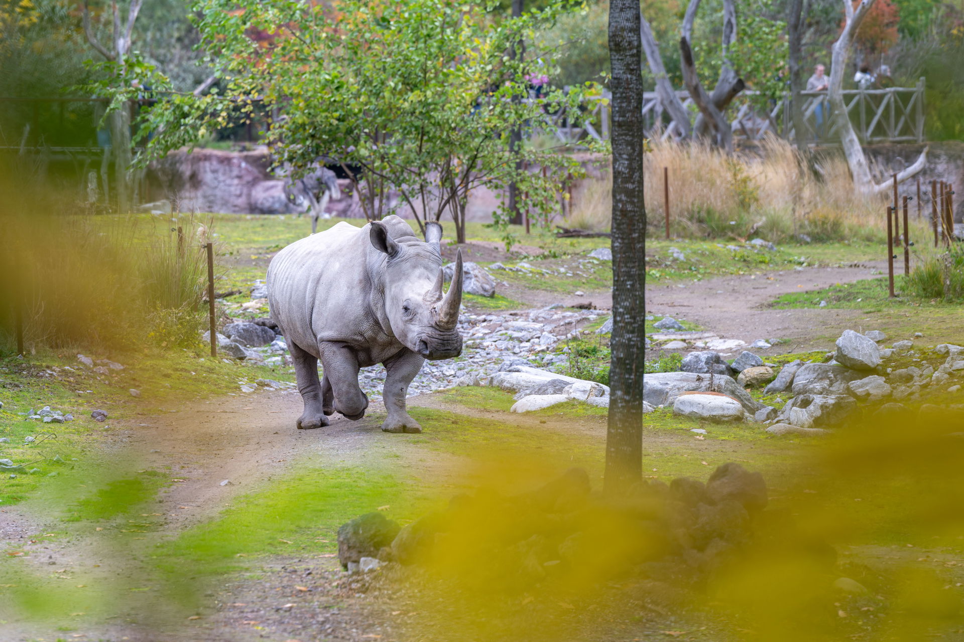 Südliches Breitmaulnashorn (Ceratotherium simum simum) in der Lewa Savanne des Zoo Zürich.