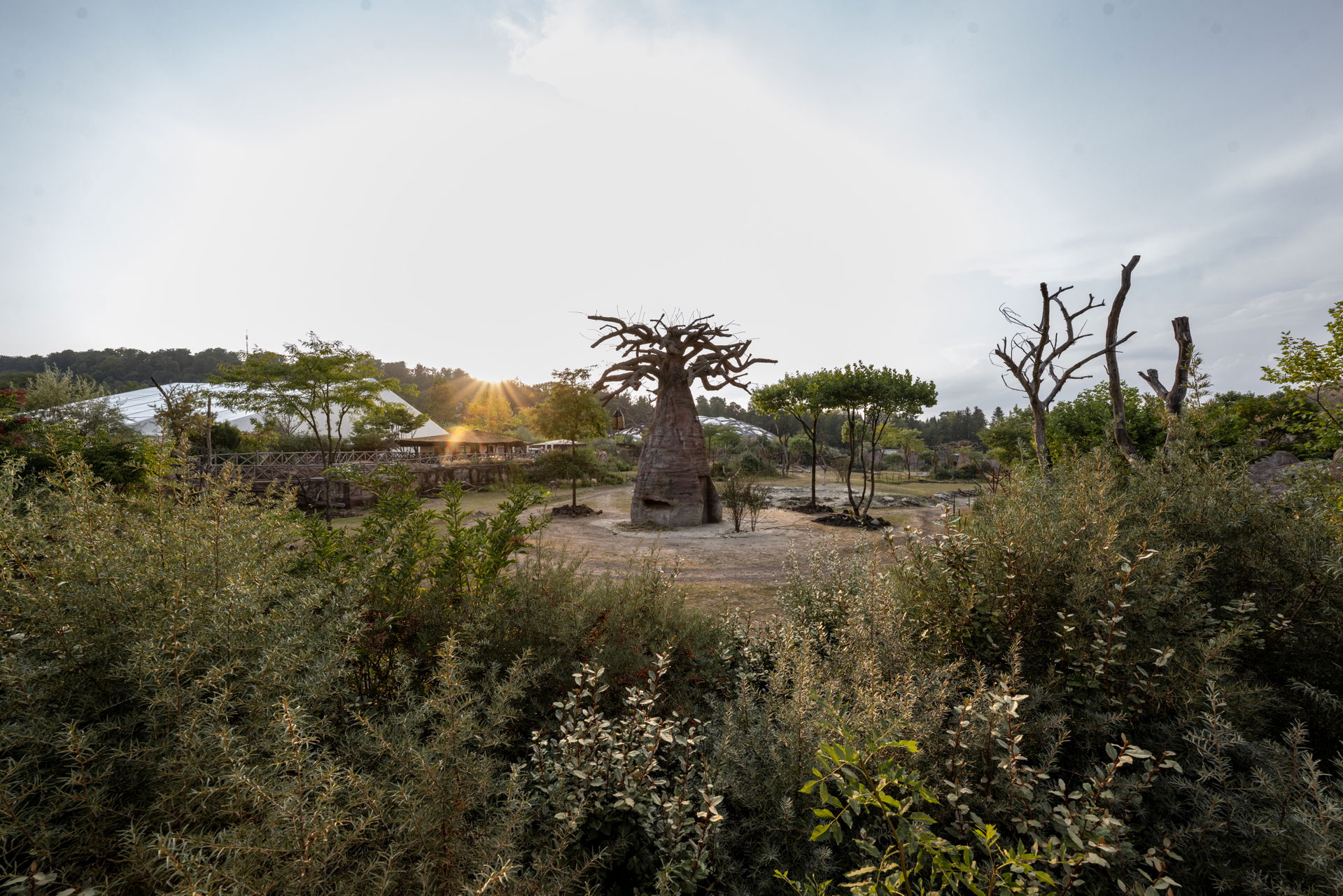 Blick über die Lewa Savanne mit Baobab im Zoo Zürich.