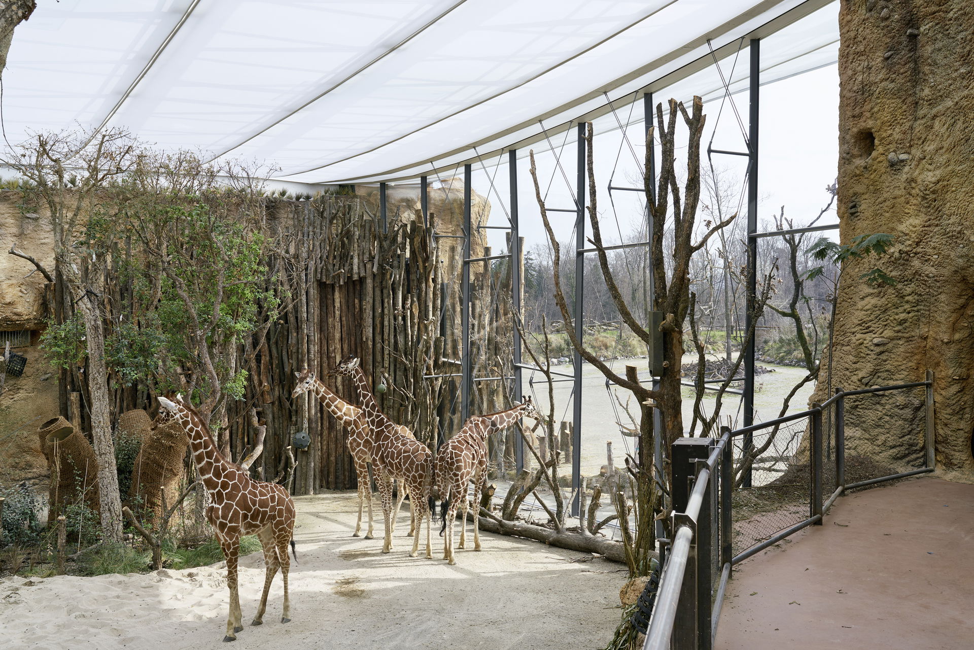 Netzgiraffen im Lewa Giraffenhaus des Zoo Zürich.
