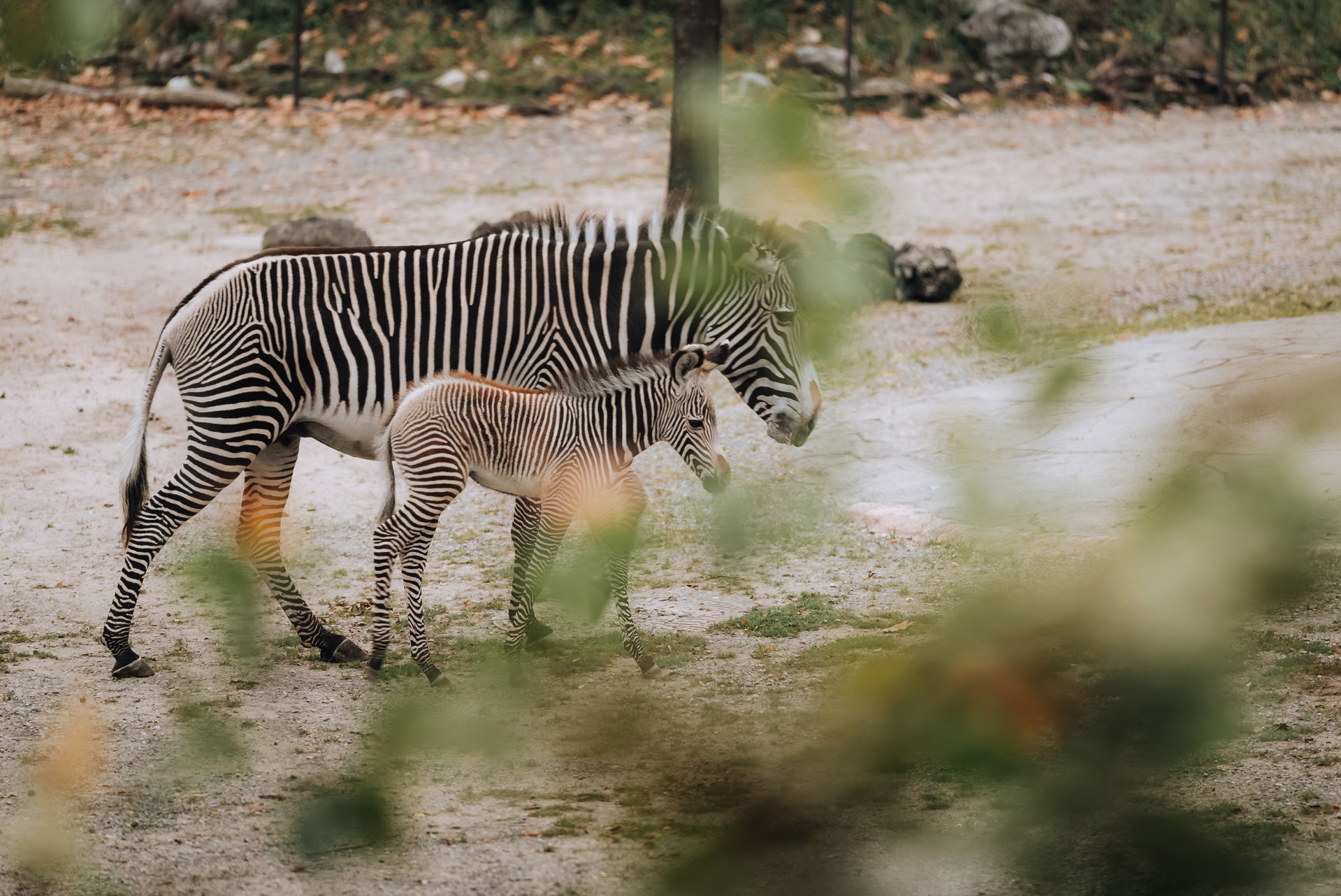 Grevyzebras Equus grevy) in der Lewa Savanne des Zoo Zürich.