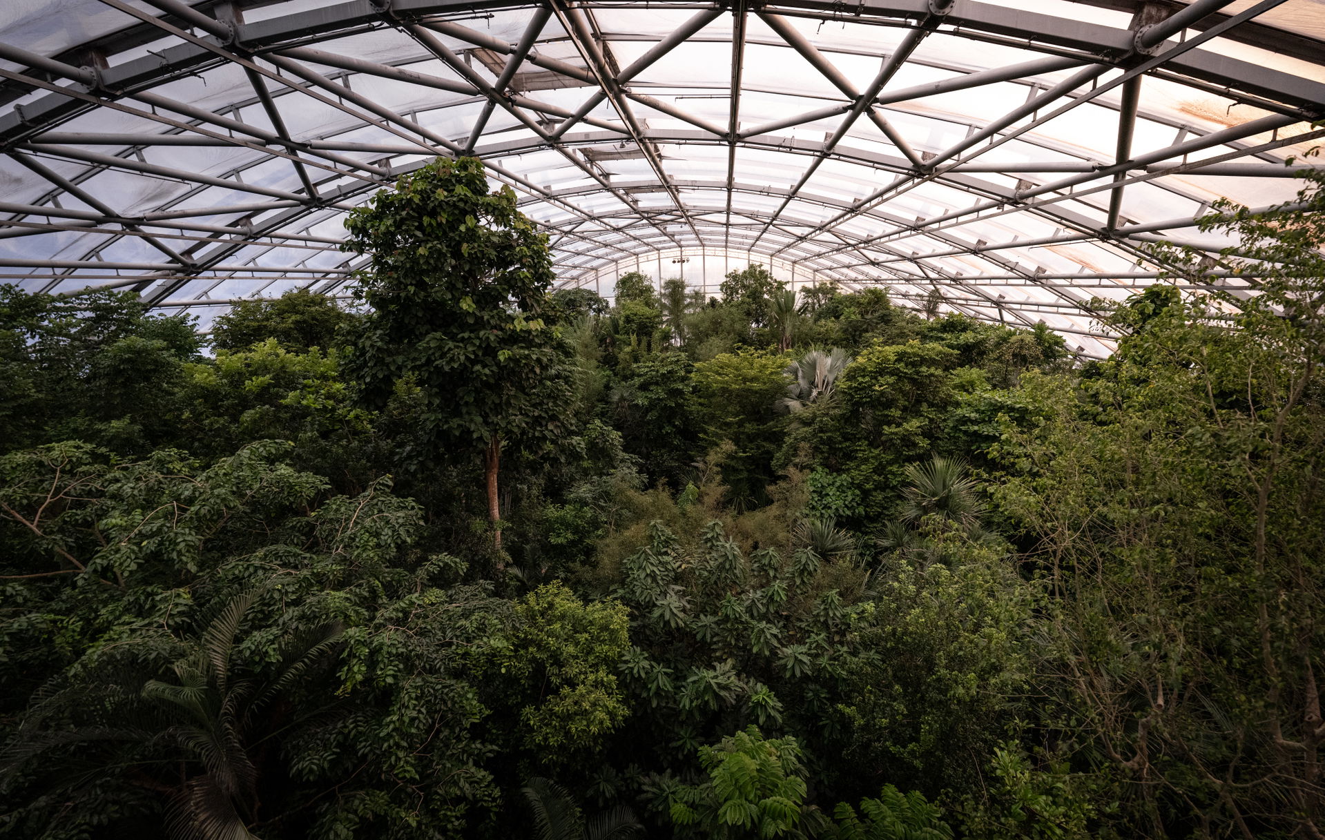 Blick in den Masoala Regenwald im Zoo Zürich.