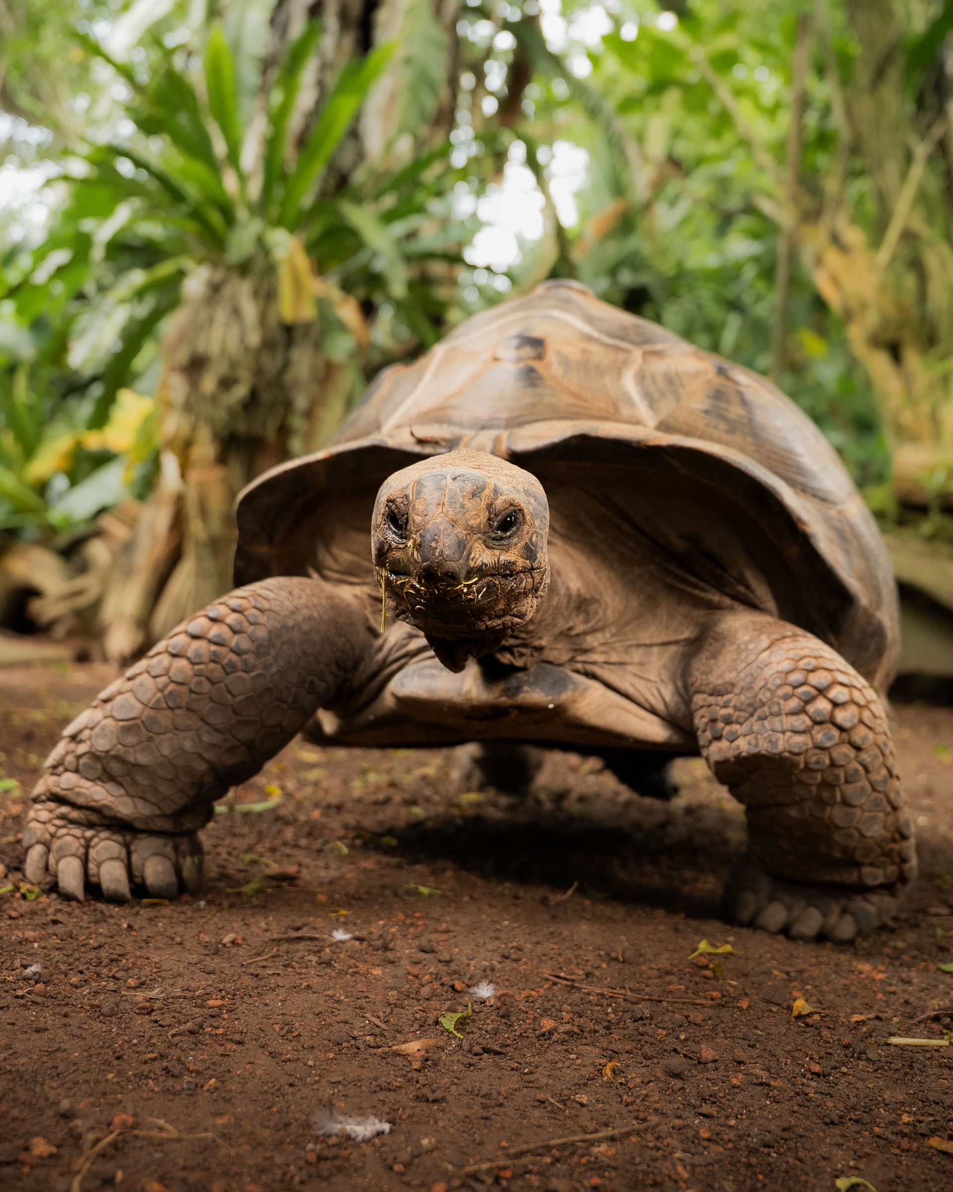 Aldabra-Riesenschildkröte (Geochelone gigantea) im Masoala Regenwald des Zoo Zürich.