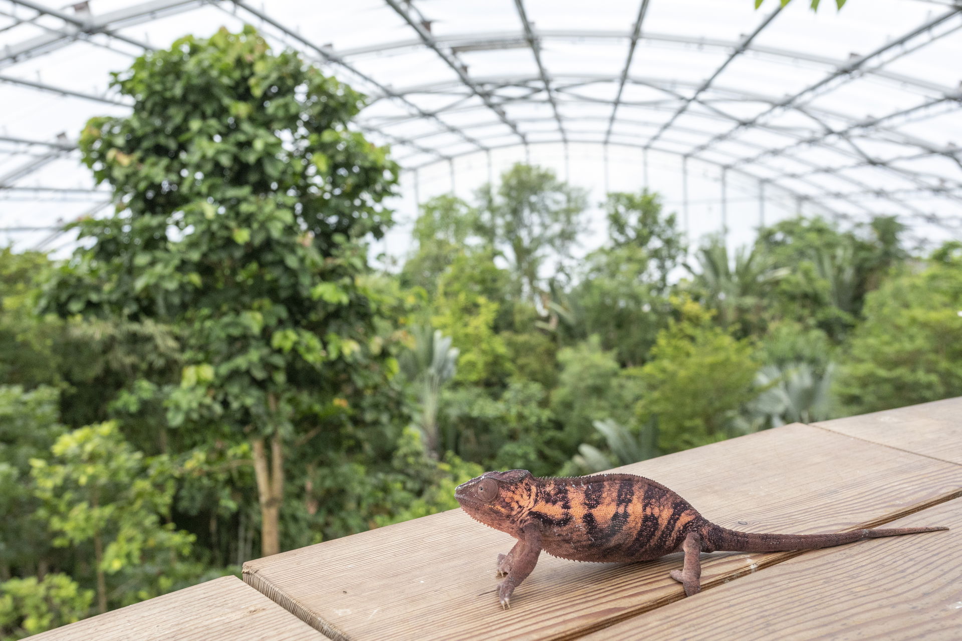 Pantherchamäleon (Furcifer pardalis) im Masoala Regenwald des Zoo Zürich.