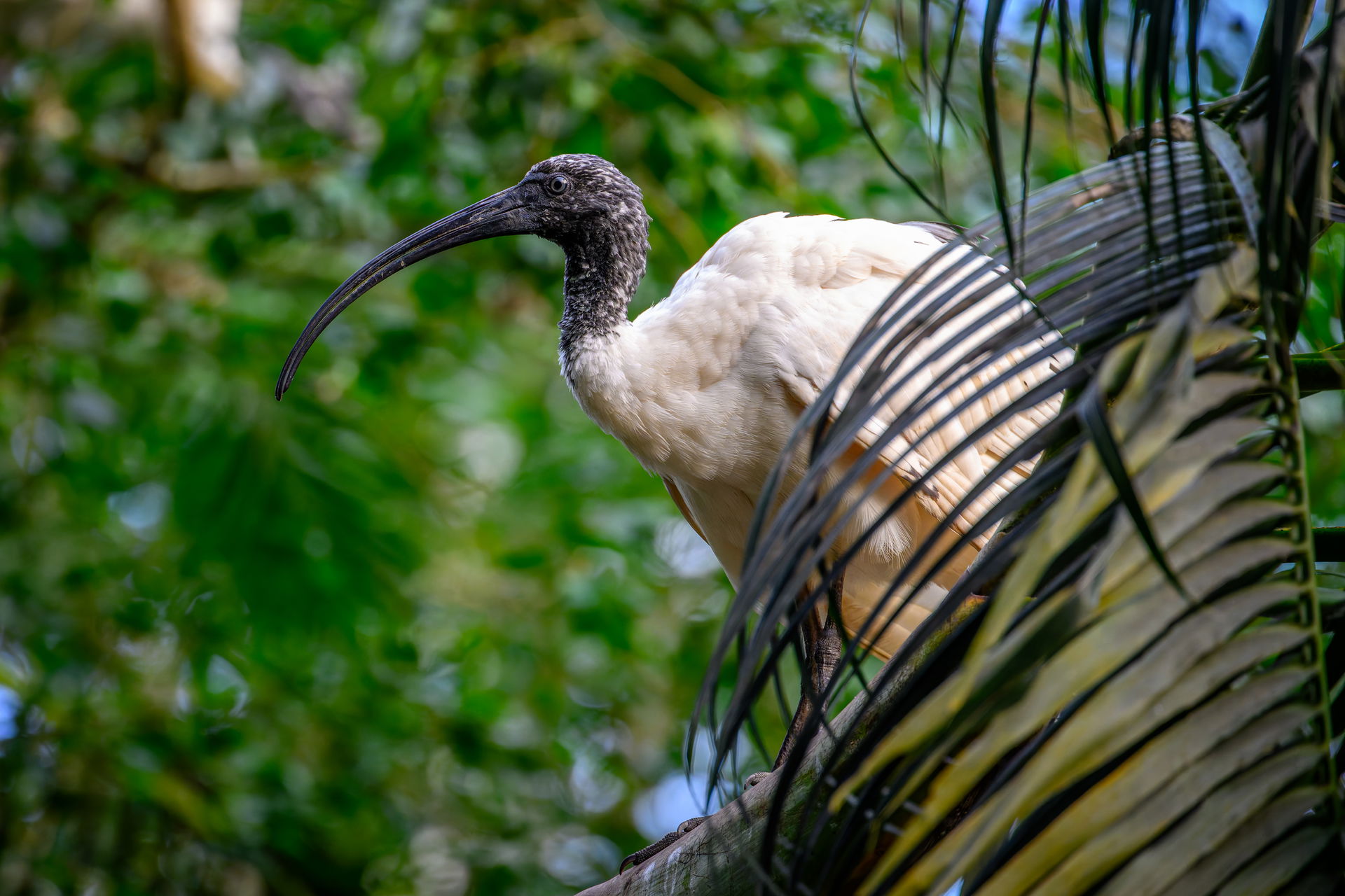 Hellaugenibis (Threskiornis bernieri) im Masoala Regenwald des Zoo Zürich.