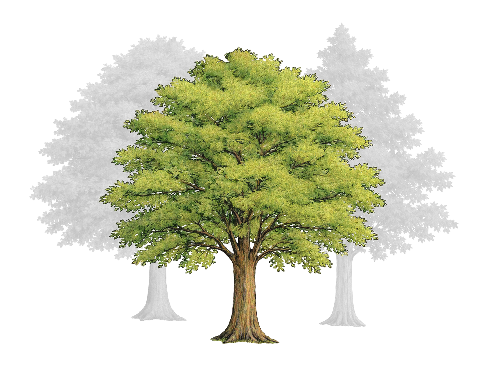 Wissenschaftliche Illustration Ndoki-Wald