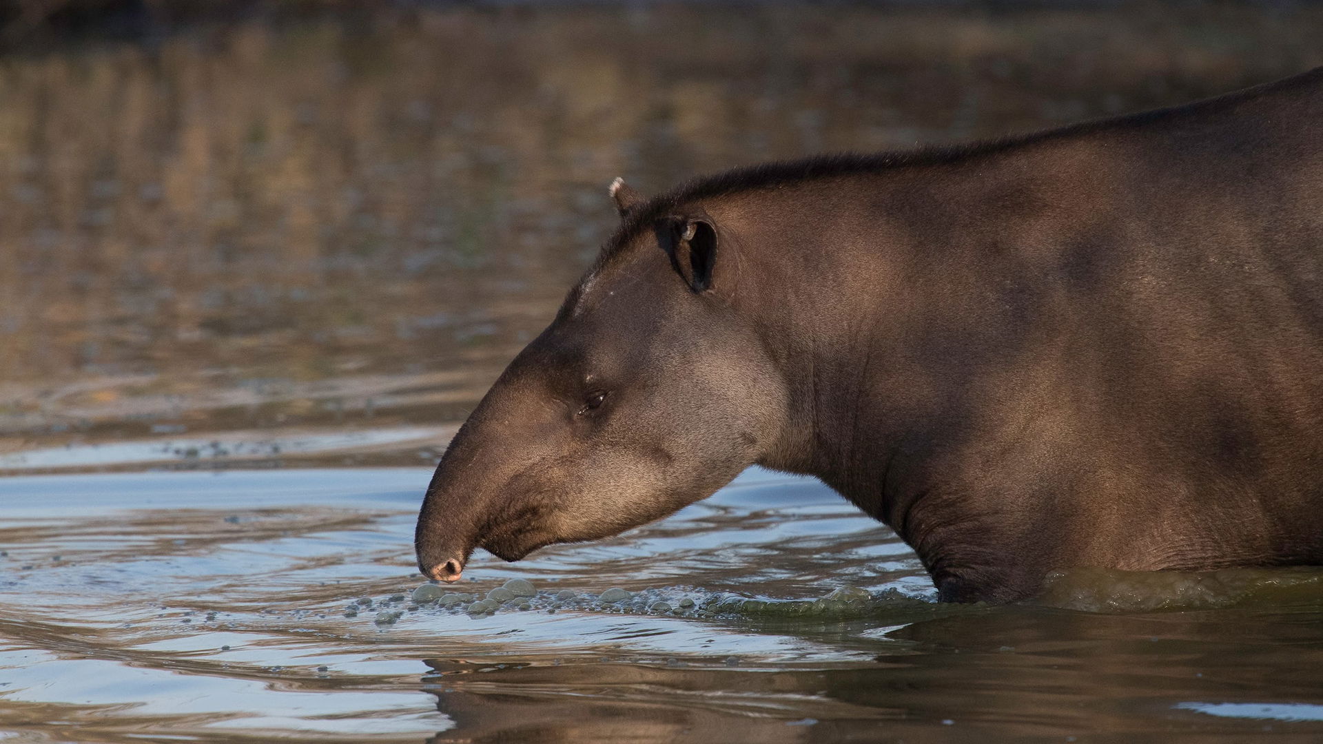 Bild eines Flachlandtapirs im Pantanal in Brasilien.