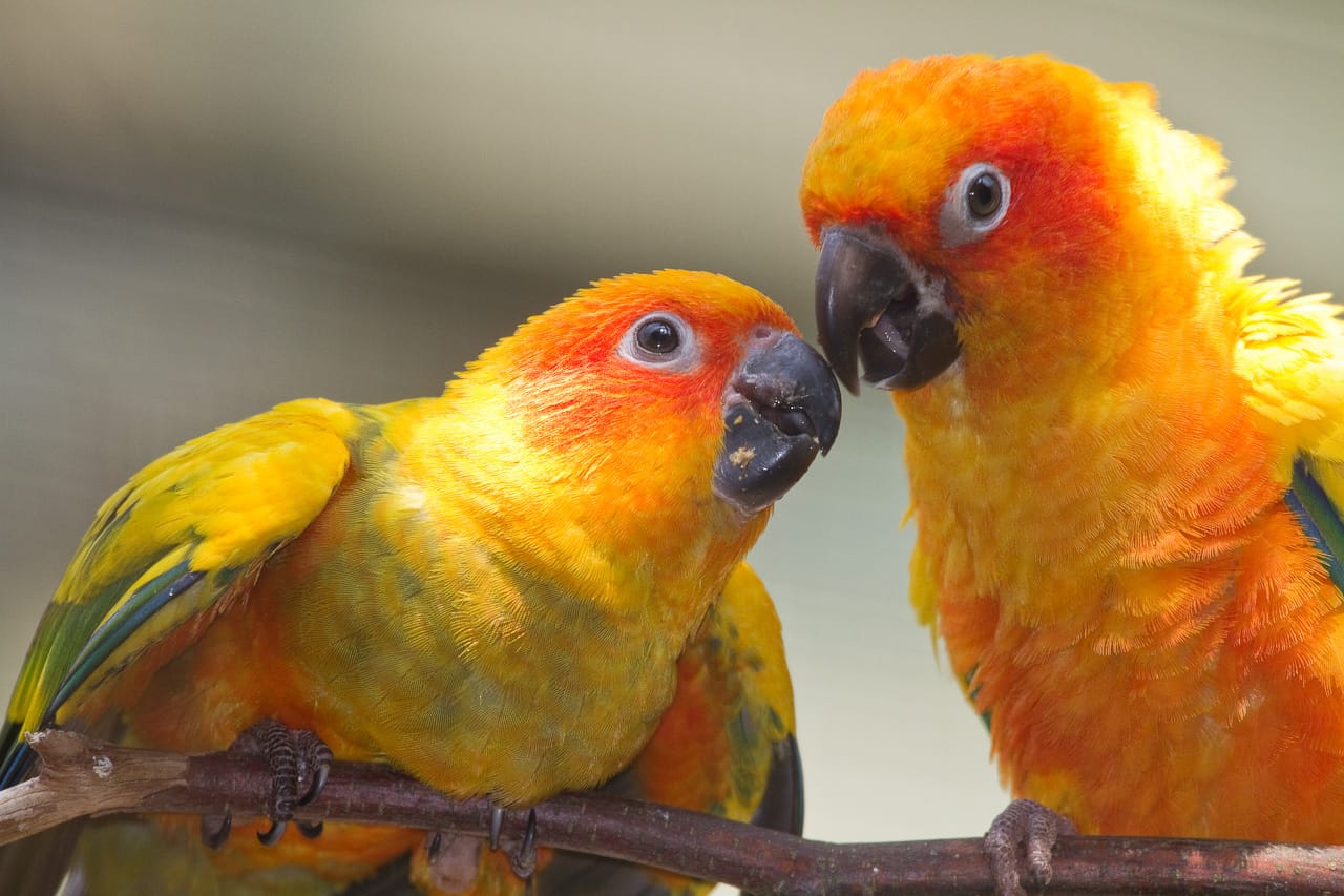 Sonnensittich (Aratinga solstitialis) im Zoo Zürich.