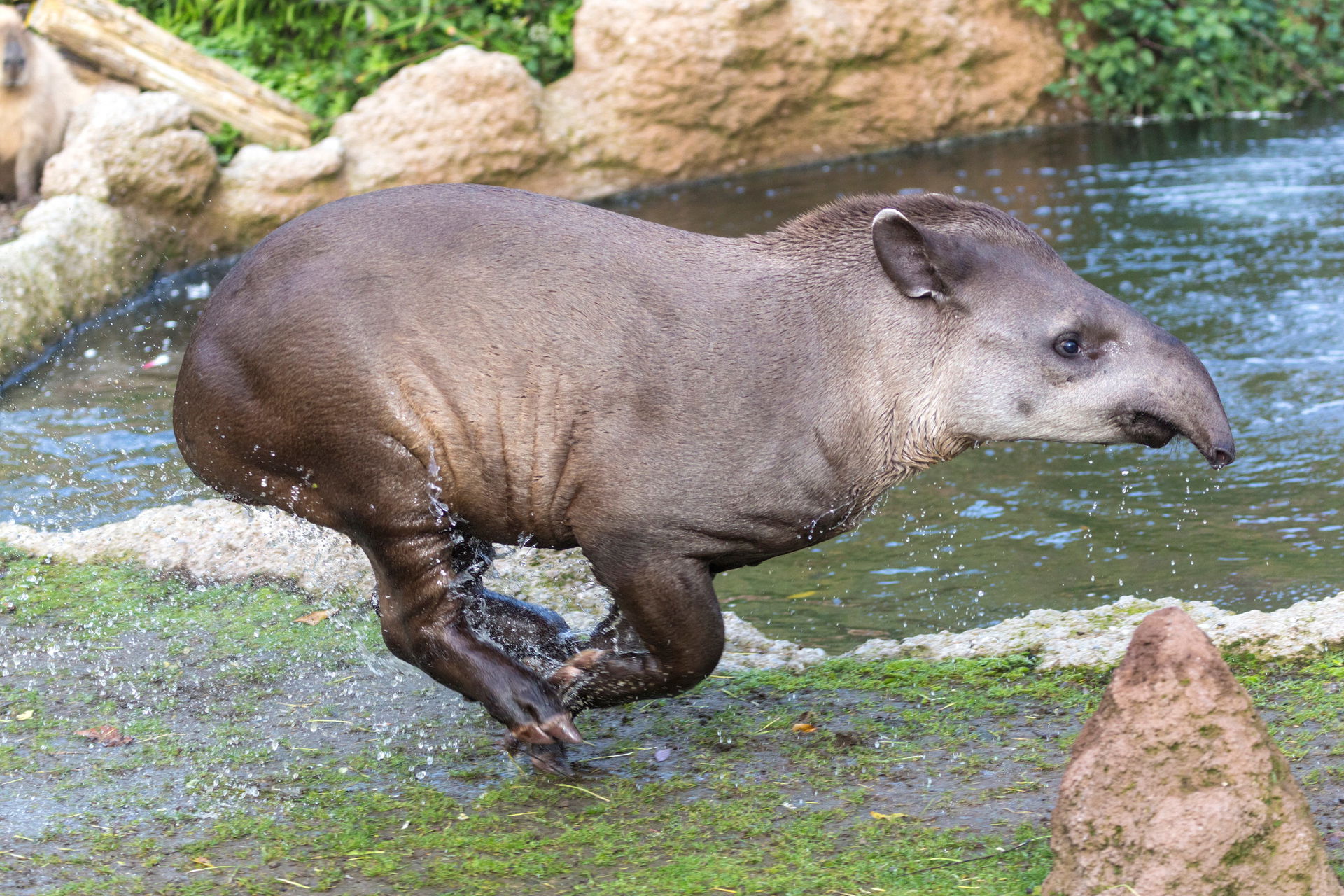 Flachlandtapir (Tapirus terrestris) im Zoo Zürich.