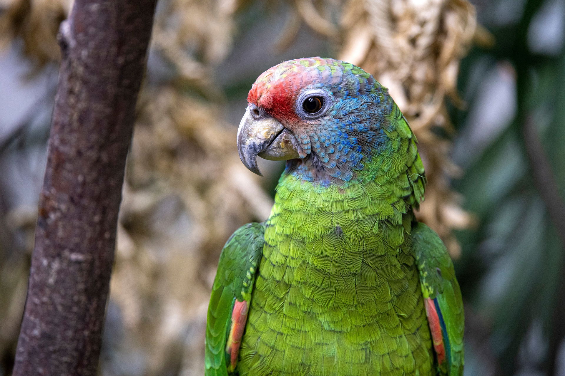Rotschwanzamazone (Amazona brasiliensis) im Zoo Zürich.
