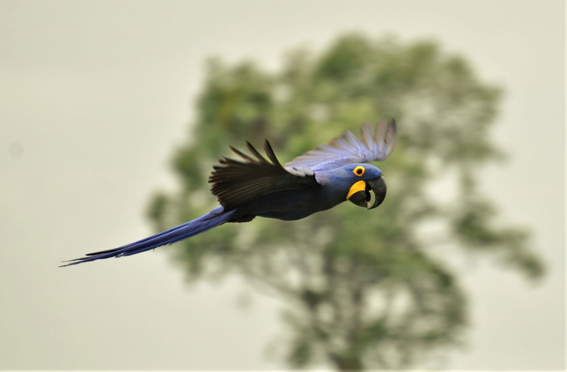 Hyazinthara (Anodorhynchus hyacinthinus) im Pantanal-Feuchtgebiet in Brasilien.