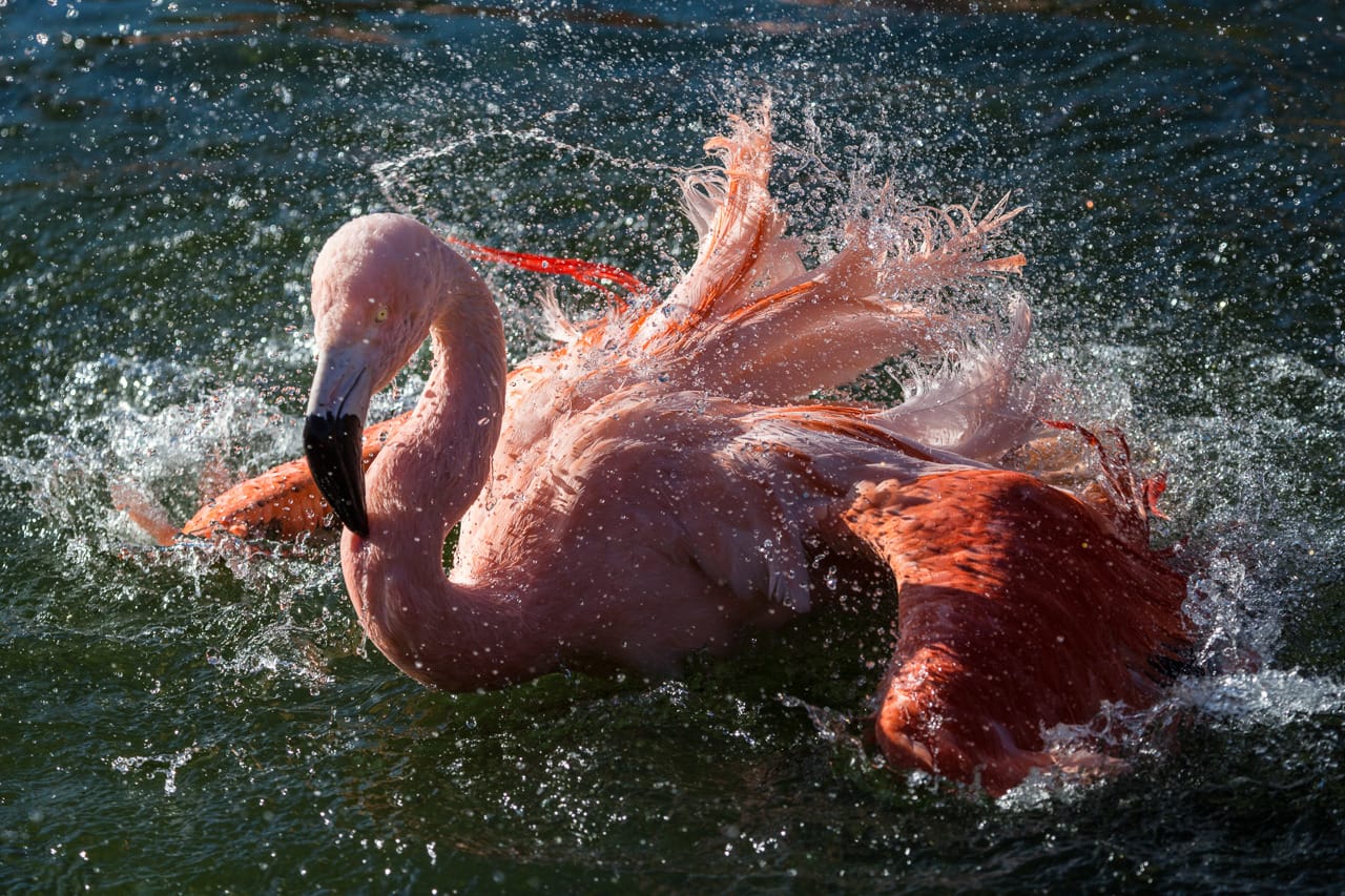 Chileflamingo (Phoenicopterus chilensis) im Zoo Zürich.