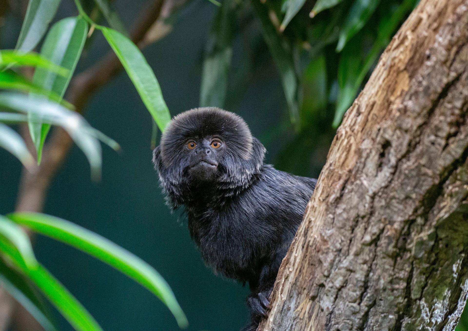 Springtamarin (Callimico goeldii) im Zoo Zürich.