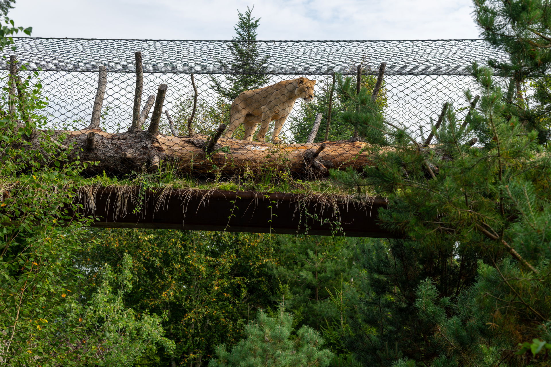Asiatischer Löwe auf dem Catwalk im Lebensraum Panthera des Zoo Zürich.