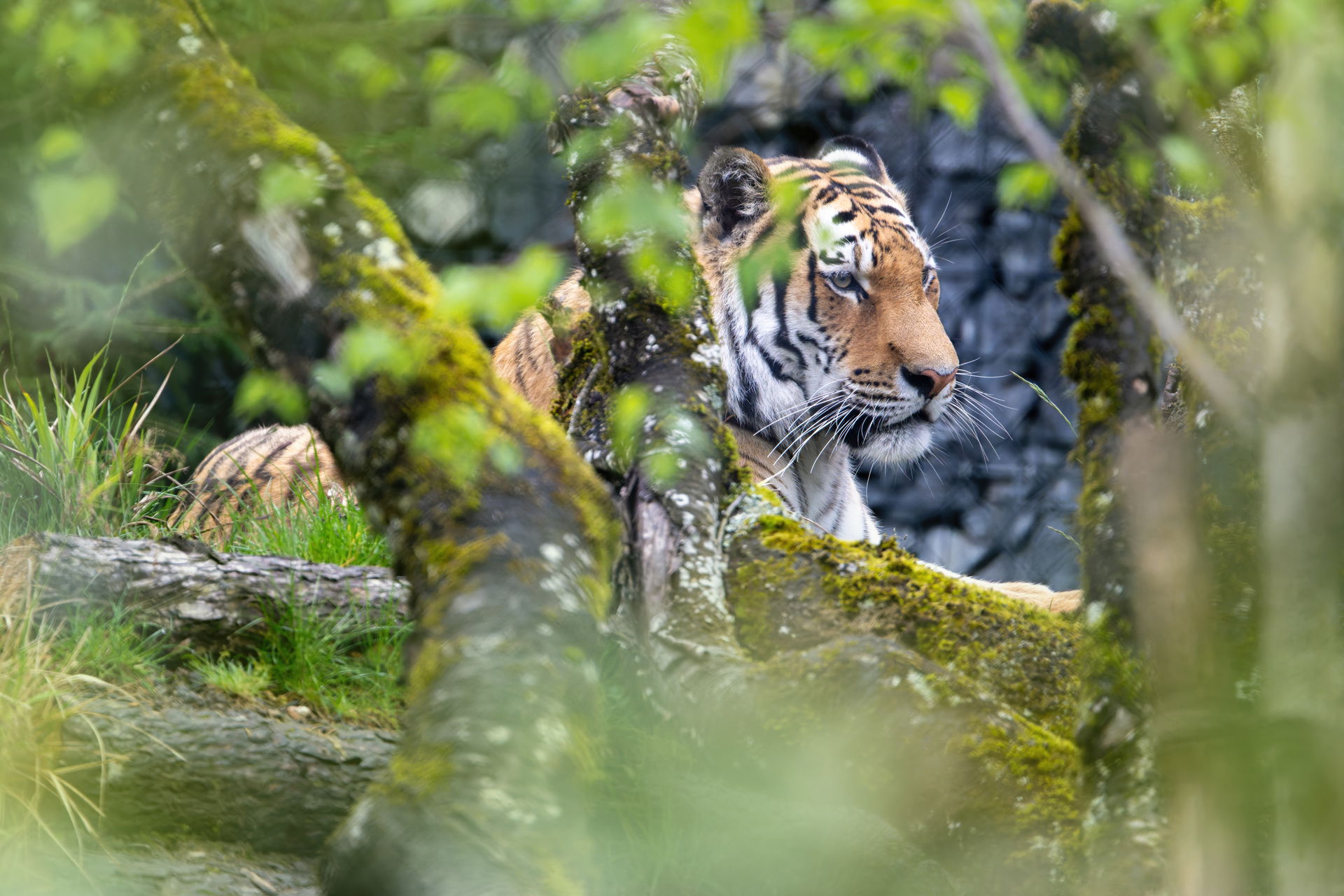 Amurtiger im Lebensraum Panthera des Zoo Zürich.