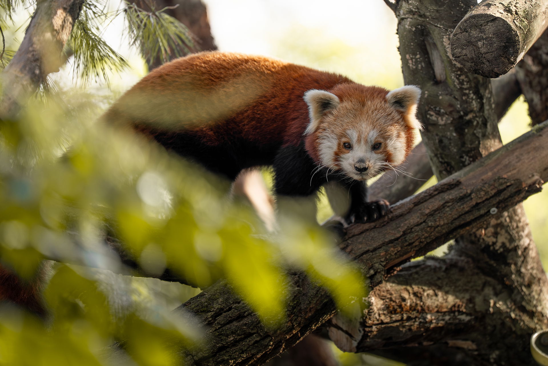 Kleiner Panda (Ailurus fulgens fulgens) im Lebensraum Panthera des Zoo Zürich.