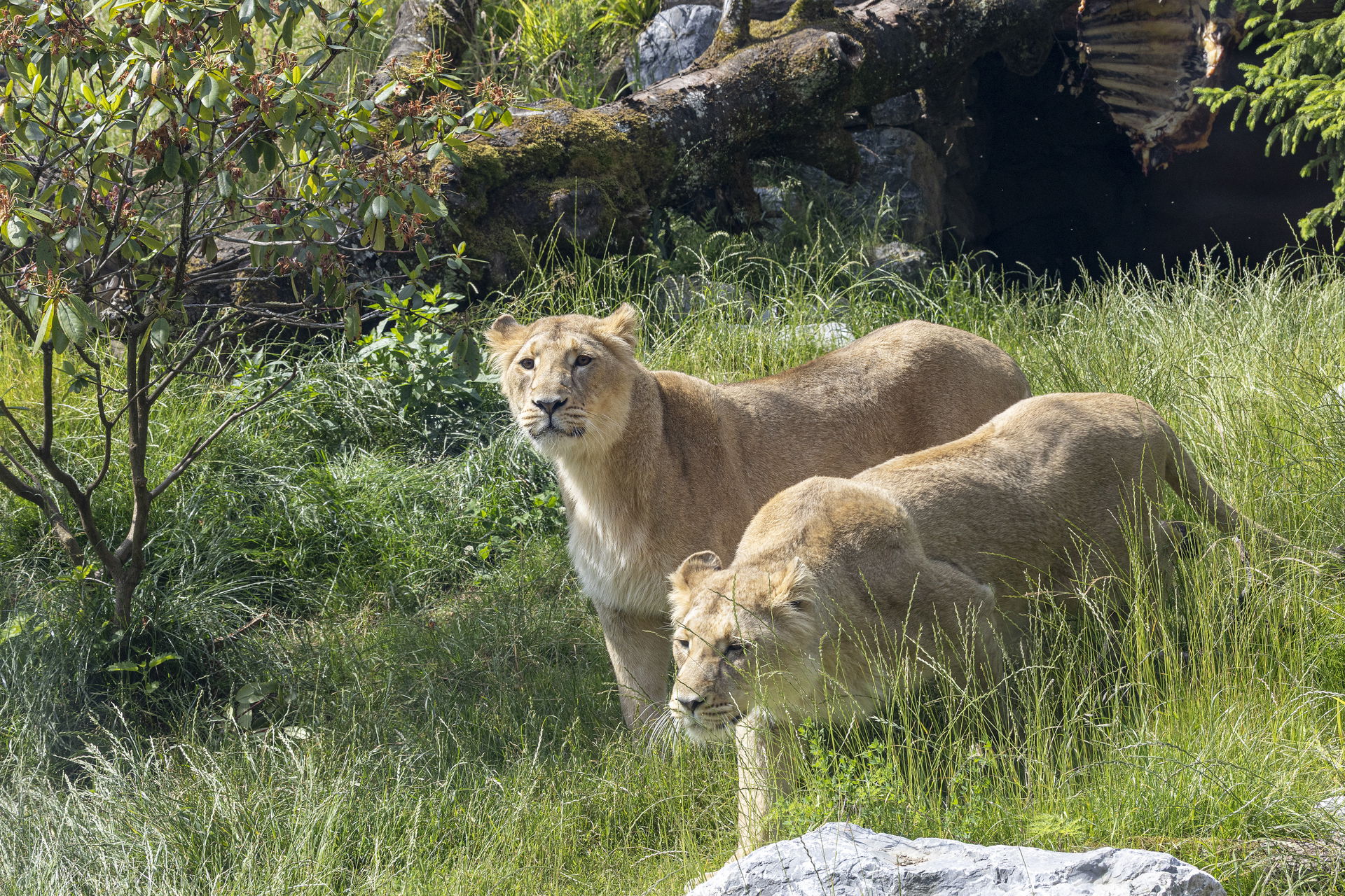 Asiatische Löwinnen im Lebensraum Panthera des Zoo Zürich.