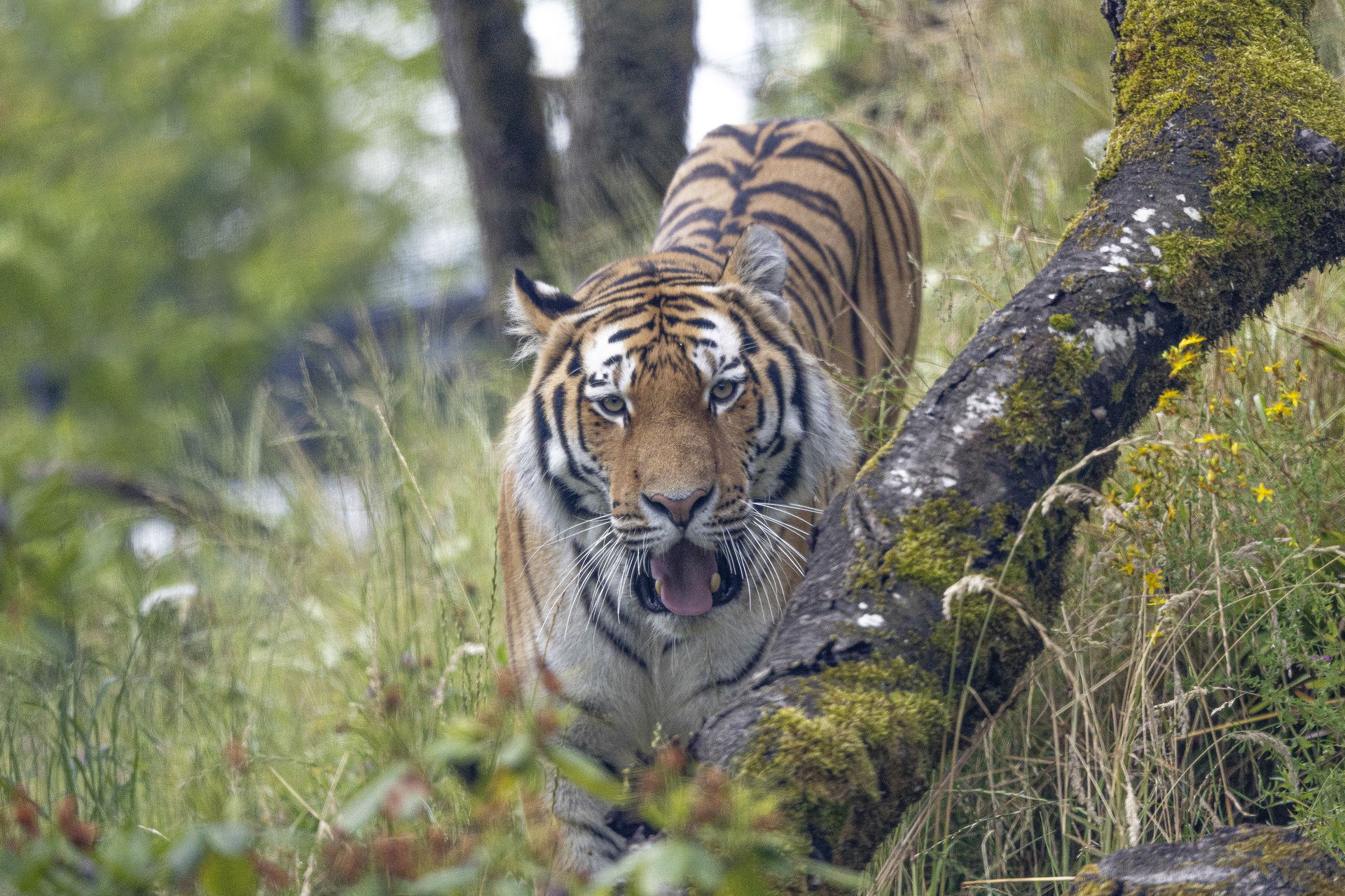 Amurtiger (Panthera tigris altaica) im Lebensraum Panthera des Zoo Zürich.