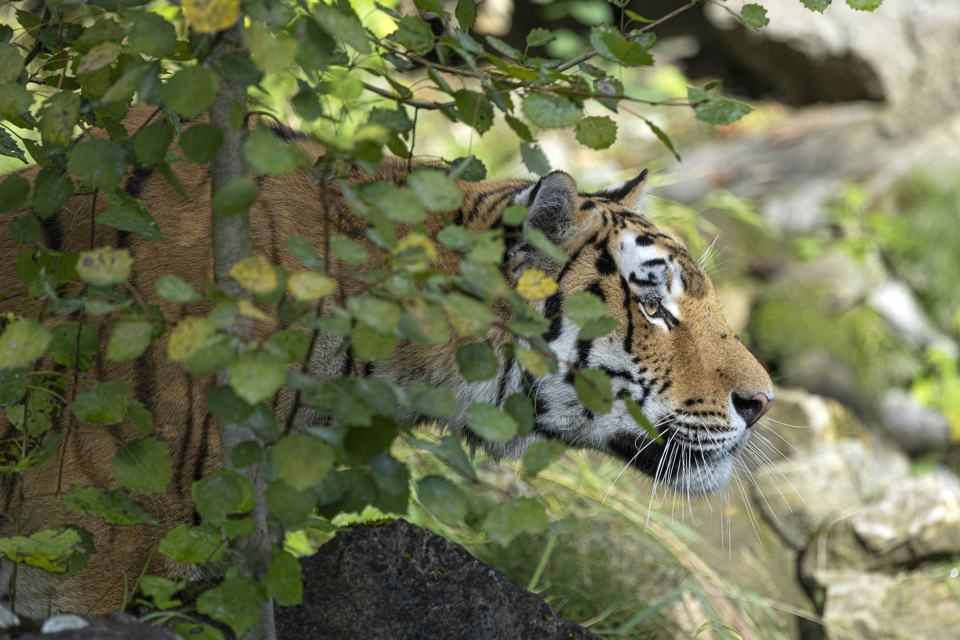 Amurtiger im Lebensraum Panthera des Zoo Zürich.