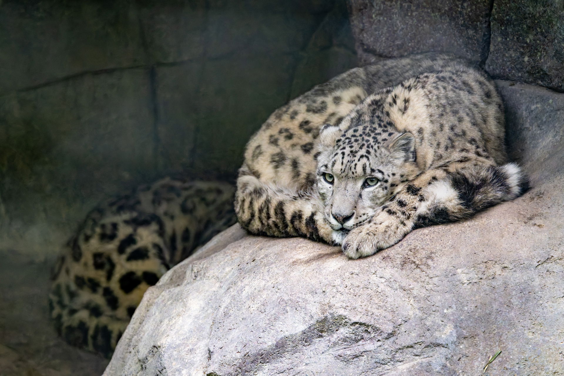 Schneeleoparden (Panthera uncia) im Lebensraum Panthera des Zoo Zürich.