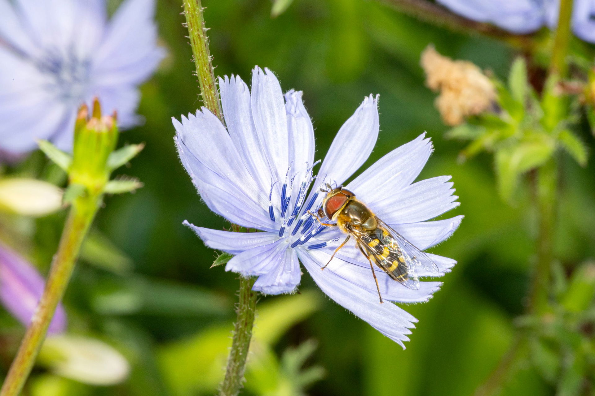 Frühe Grossstirnschwebfliege auf einer einheimischen Blume im Zoo Zürich. Bild: Zoo Zürich, Enzo Franchini