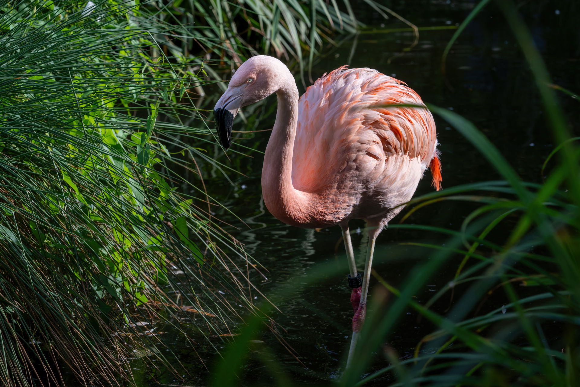 Chileflamingo (Phoenicopterus chilensis) im Zoo Zürich.