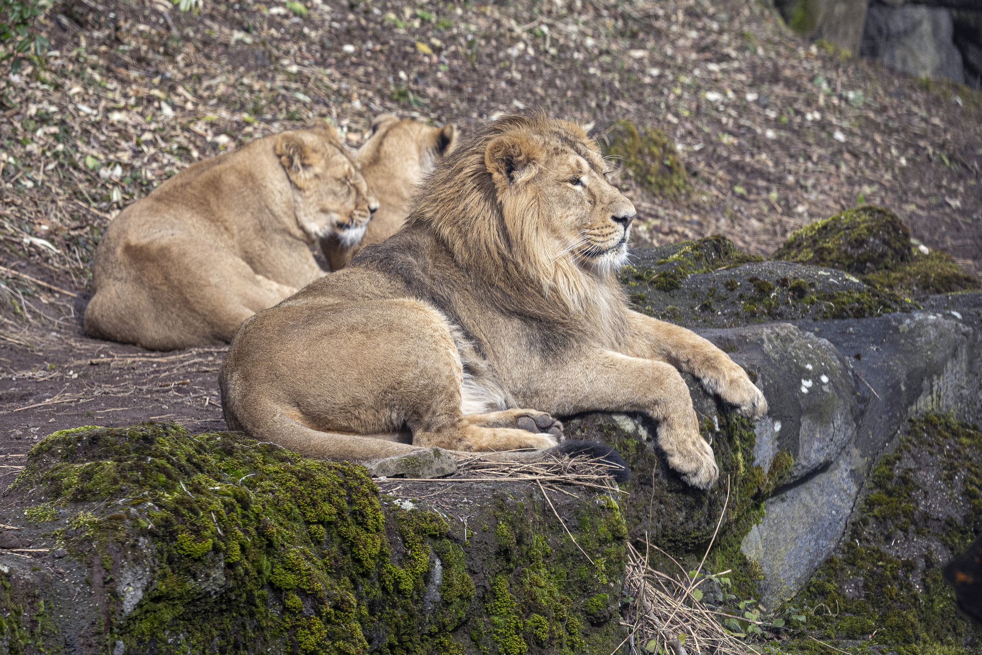 Asiatische Löwen (Panthera leo persica) im Zoo Zürich.