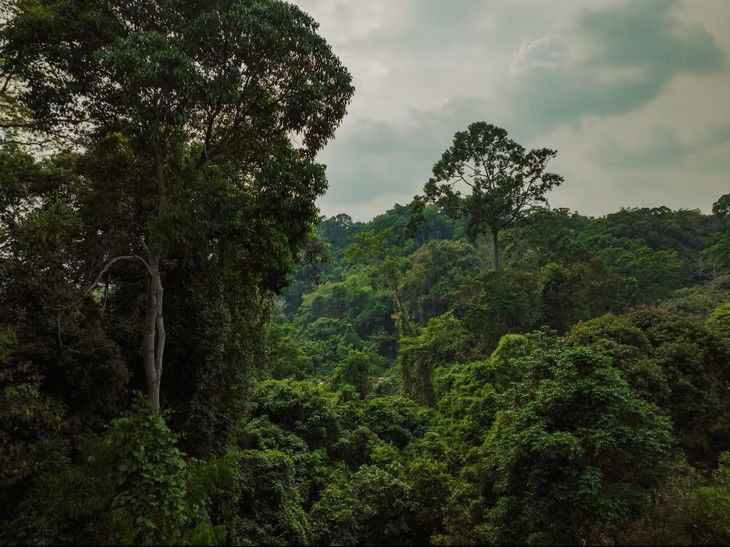 Das Keo Seima Wildlife Sanctuary. Bild: Filip Agoo/Everland