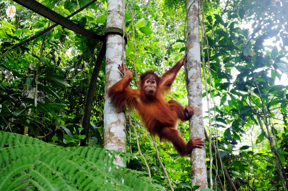 Ein junger Orang-Utan auf Sumatra.