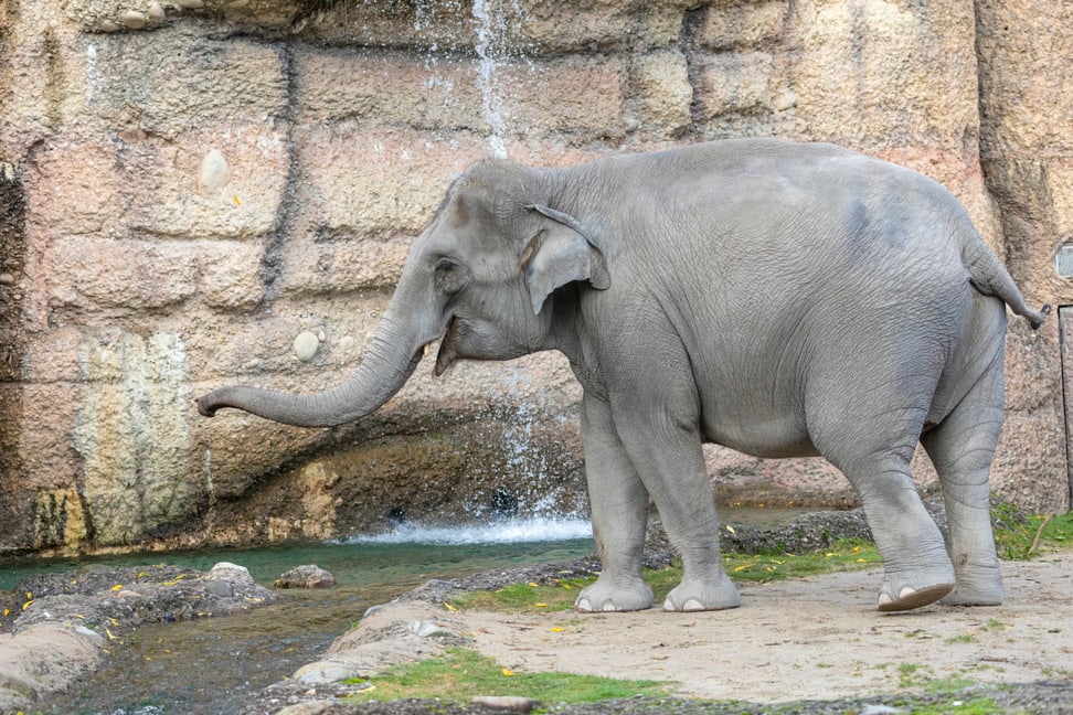 Asiatischer Elefant im Aussenbereich des Kaeng Krachan Elefantenparks im Zoo Zürich.